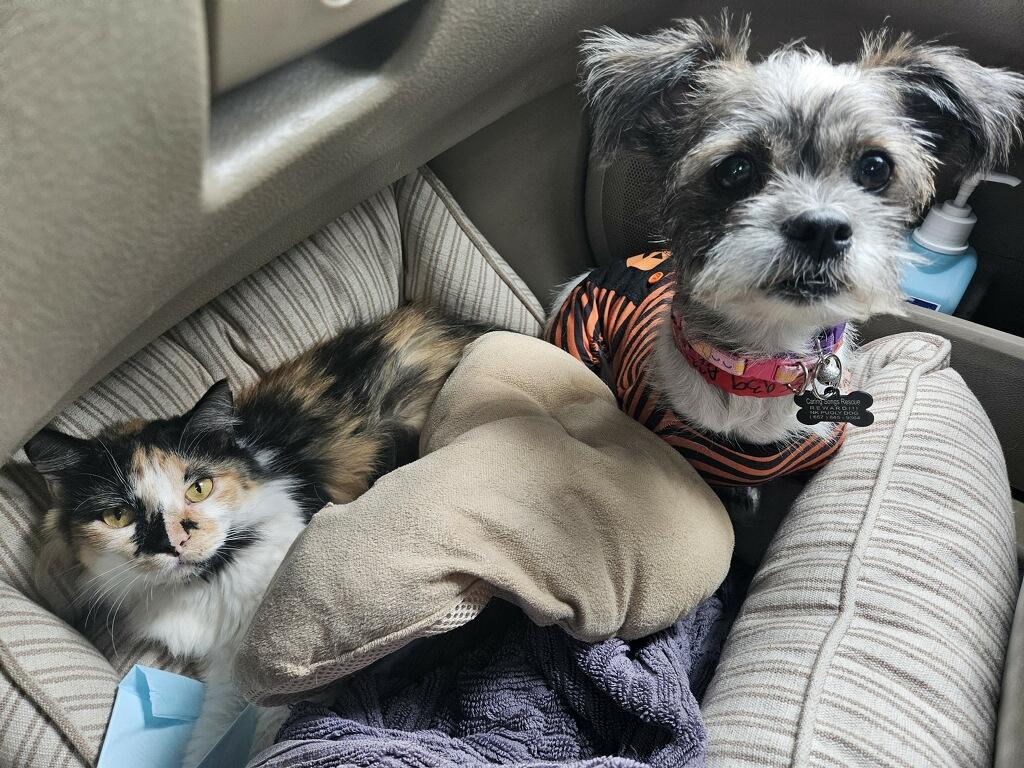 Enlarge Raina Mott!! Shih tzu, an adopted Shih poo in Manhattan Beach, CA image 3/5