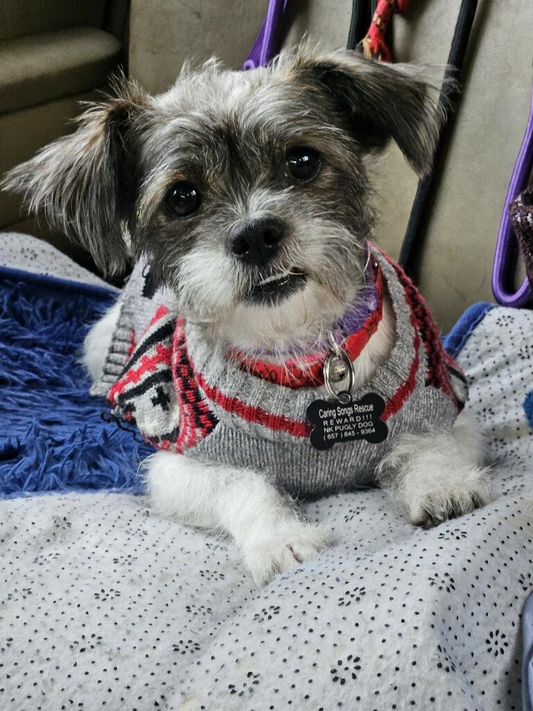 Enlarge Raina Mott!! Shih tzu, an adopted Shih poo in Manhattan Beach, CA image 4/5