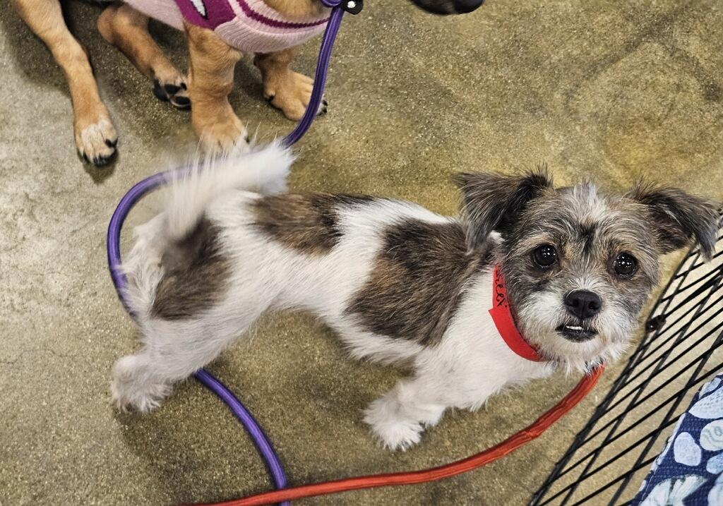 Enlarge Raina Mott!! Shih tzu, an adopted Shih poo in Manhattan Beach, CA image 5/5