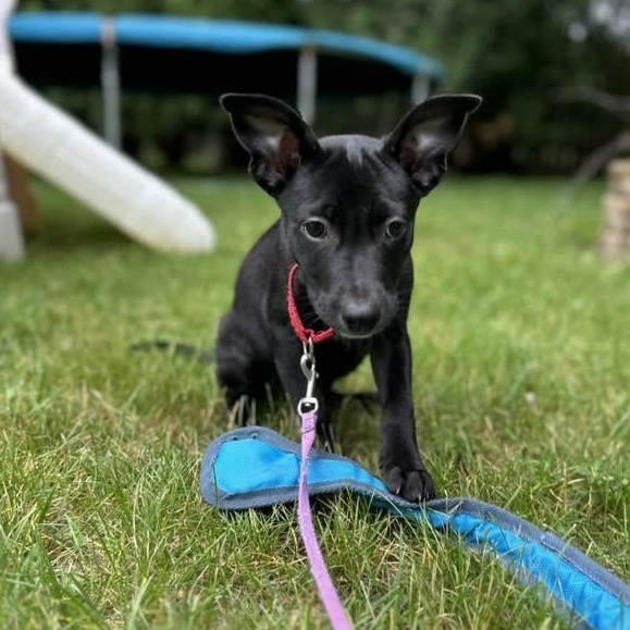 Las Cruces, adopted, Young Female Mixed Breed.