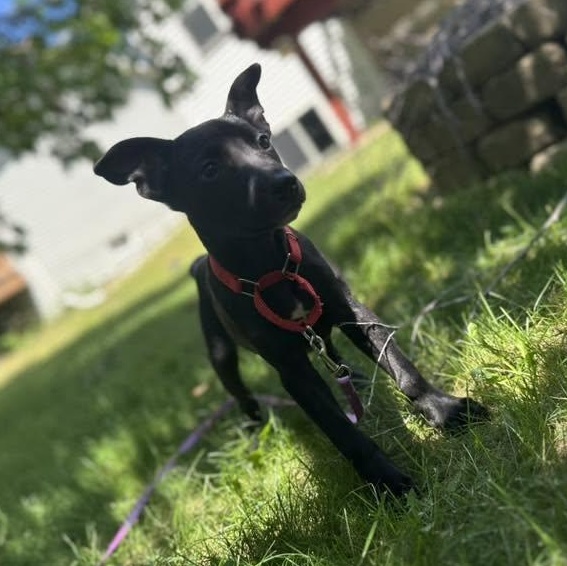 Las Cruces, an adopted Mixed Breed in Racine, WI image 2/3