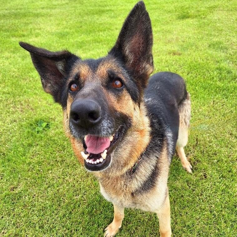 Enlarge Nina, a Adoptable German Shepherd Dog in TONASKET, WA image 1/6