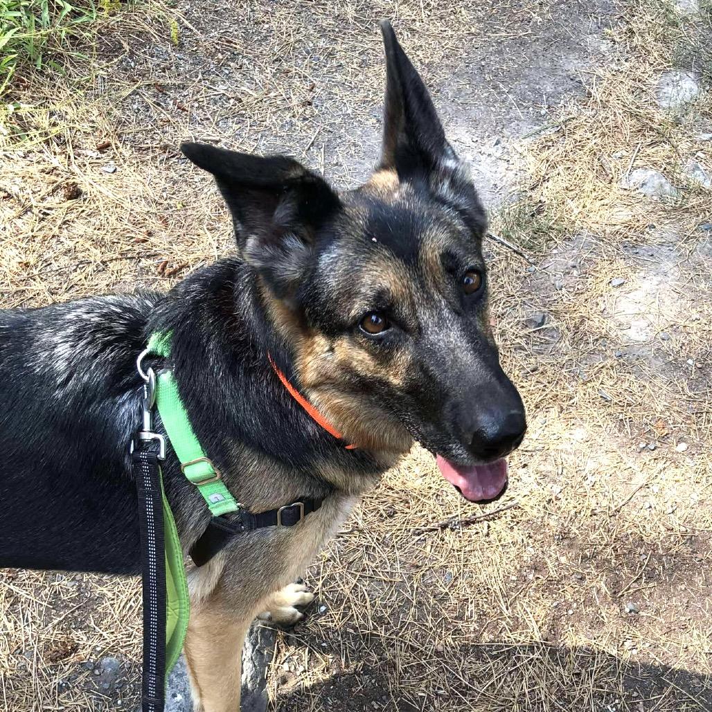 Enlarge Nina, a Adoptable German Shepherd Dog in TONASKET, WA image 2/6