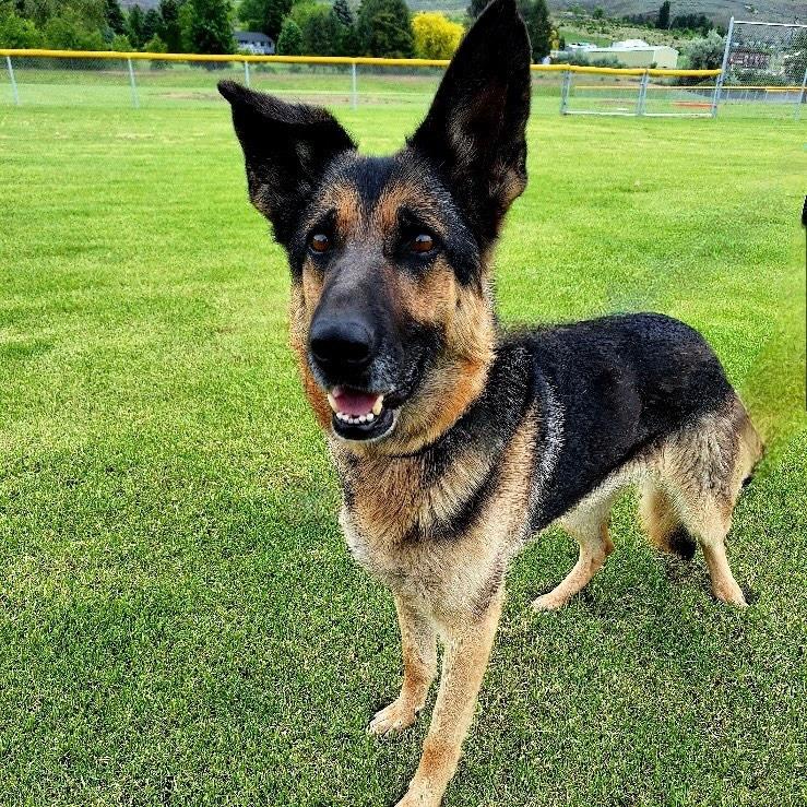 Enlarge Nina, a Adoptable German Shepherd Dog in TONASKET, WA image 3/6