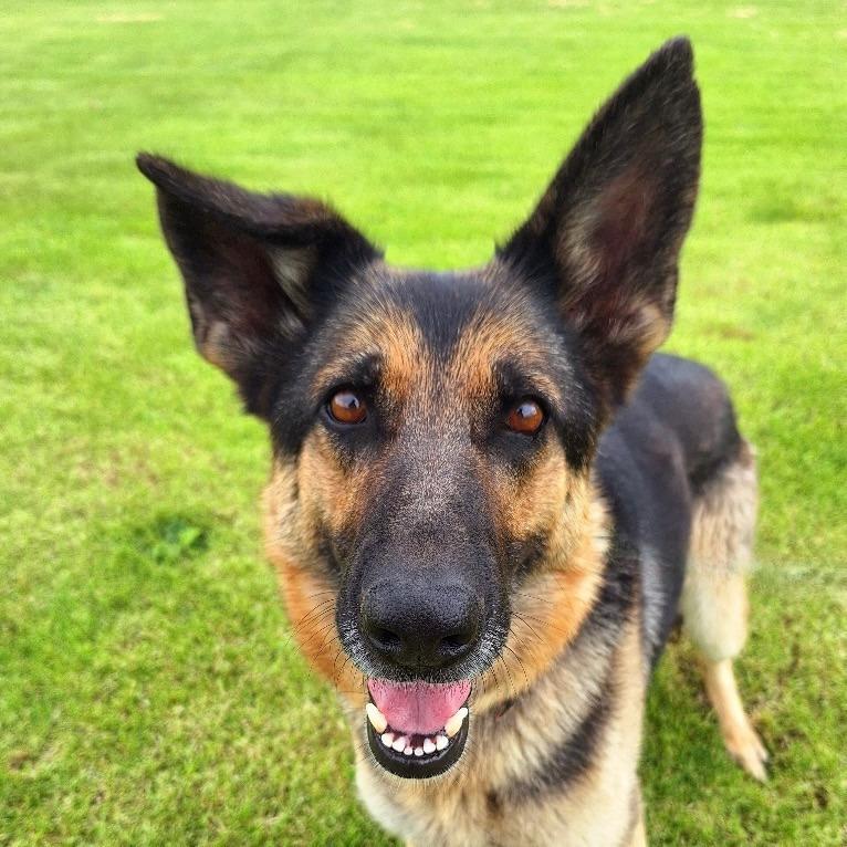 Enlarge Nina, a Adoptable German Shepherd Dog in TONASKET, WA image 4/6