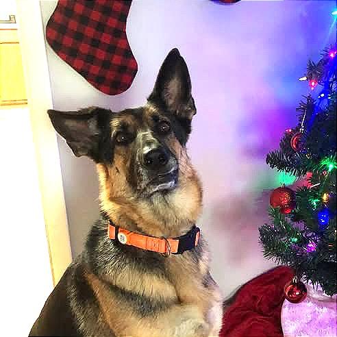 Enlarge Nina, a Adoptable German Shepherd Dog in TONASKET, WA image 5/6