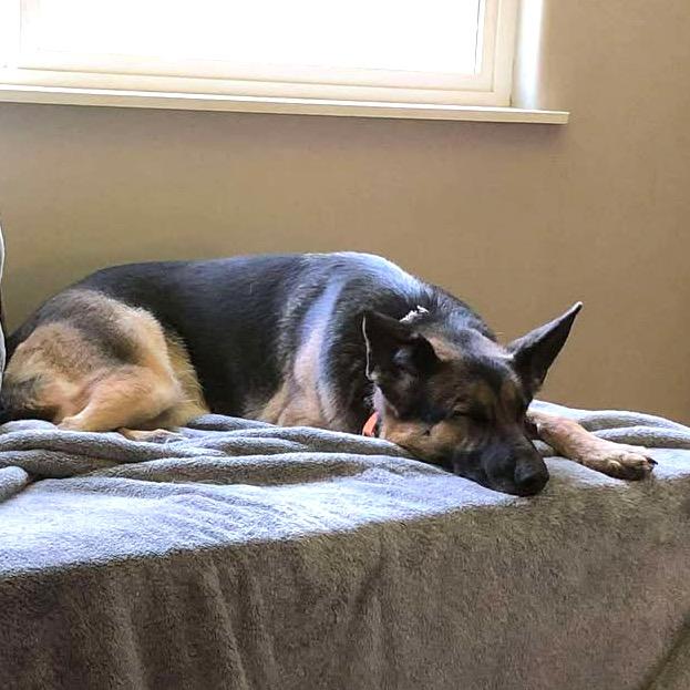 Enlarge Nina, a Adoptable German Shepherd Dog in TONASKET, WA image 6/6