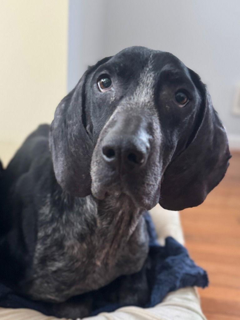 Riley, Adoptable, Adult Male Bluetick Coonhound.