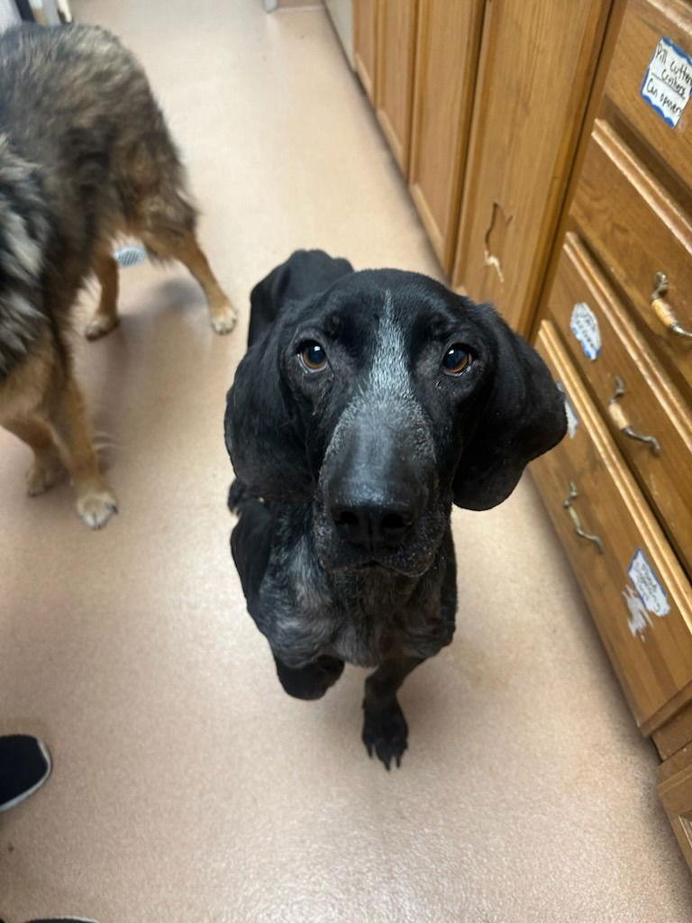 Enlarge Riley, a Adoptable Bluetick Coonhound in Lovingston, VA image 2/2
