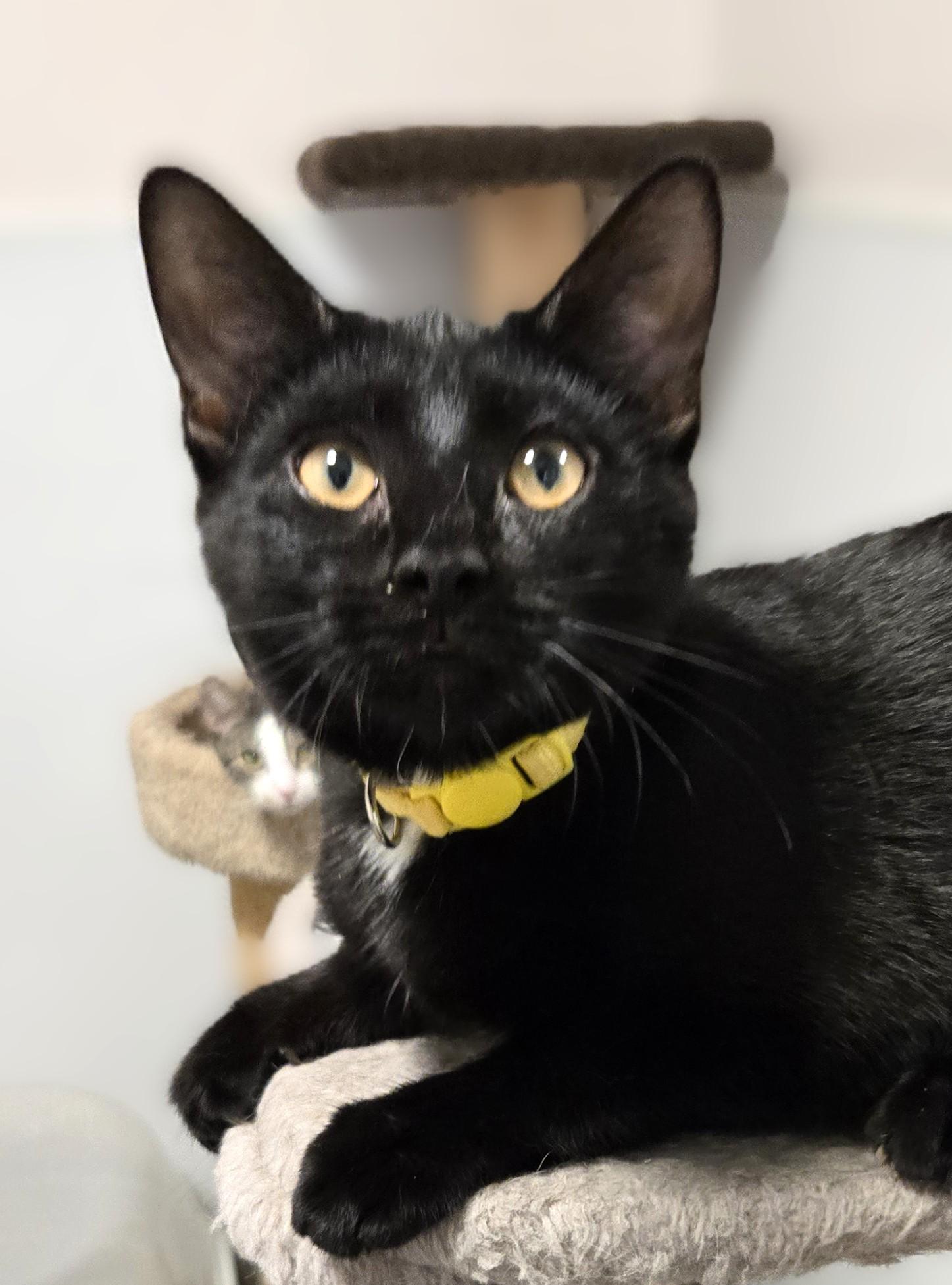 Nadia, Young Female Domestic Short Hair