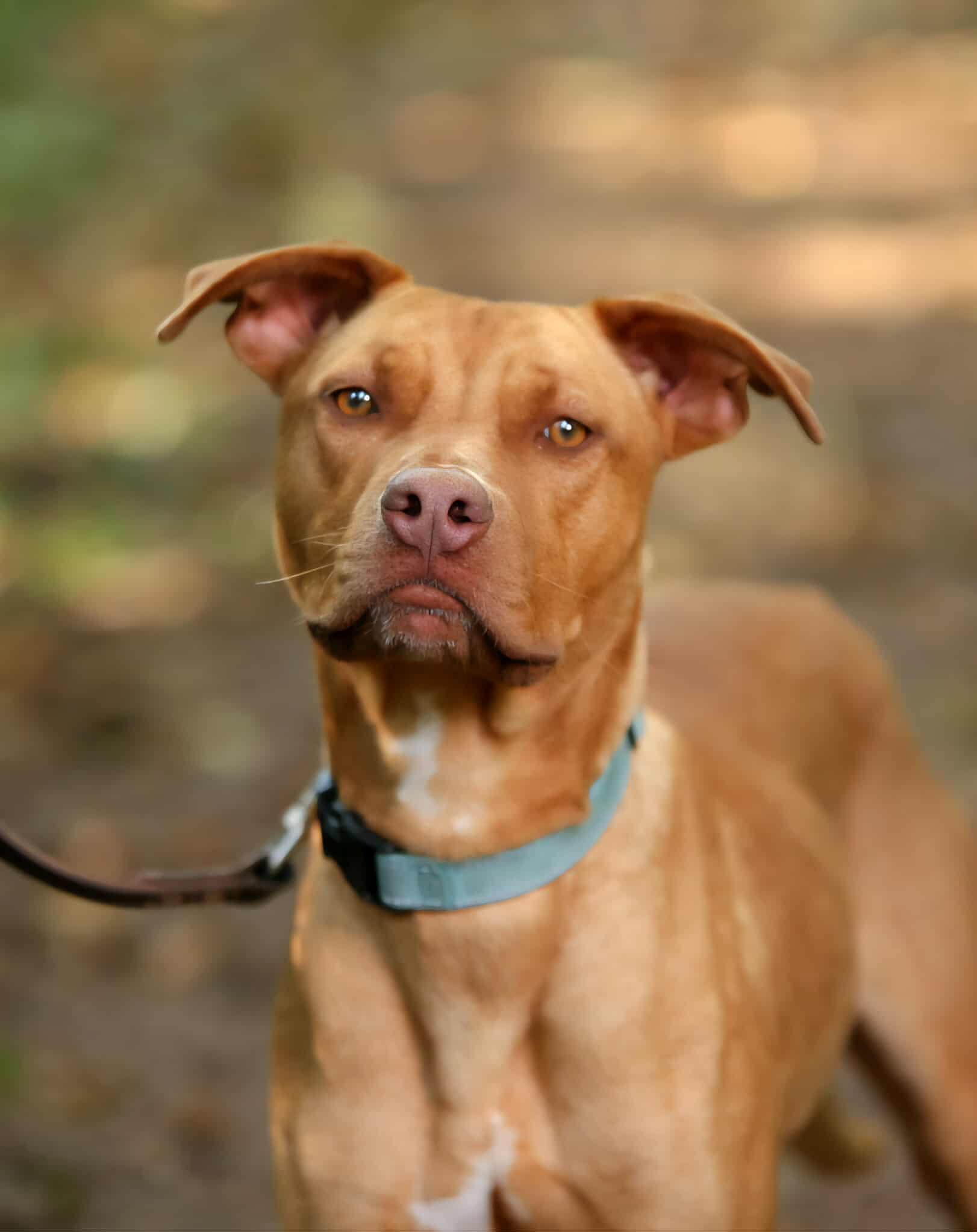 Nash, Adoptable, Young Male Mixed Breed.