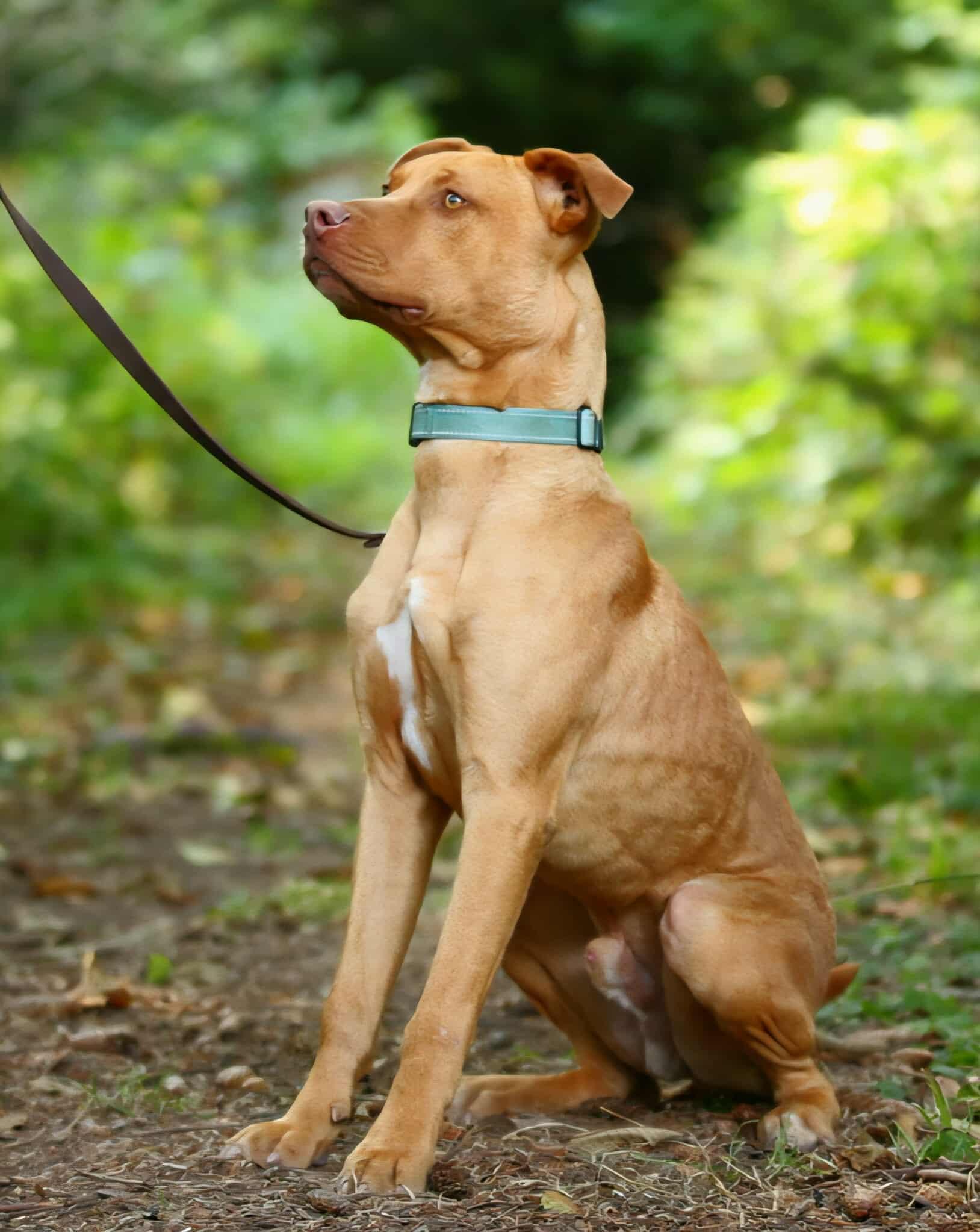 Nash, a Adoptable mixed breed in Crescent city, CA image 3/4