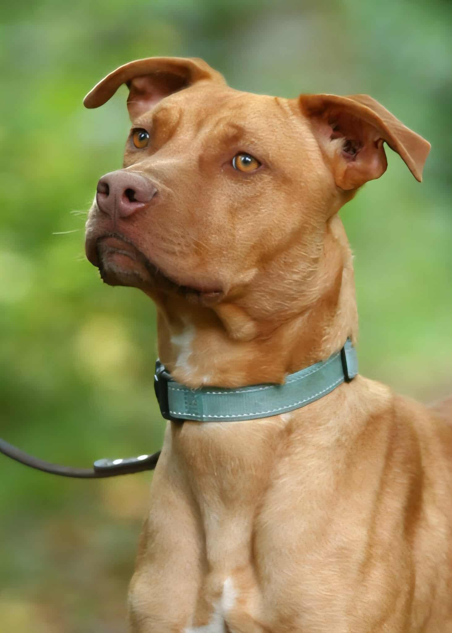 Nash, a Adoptable mixed breed in Crescent city, CA image 4/4