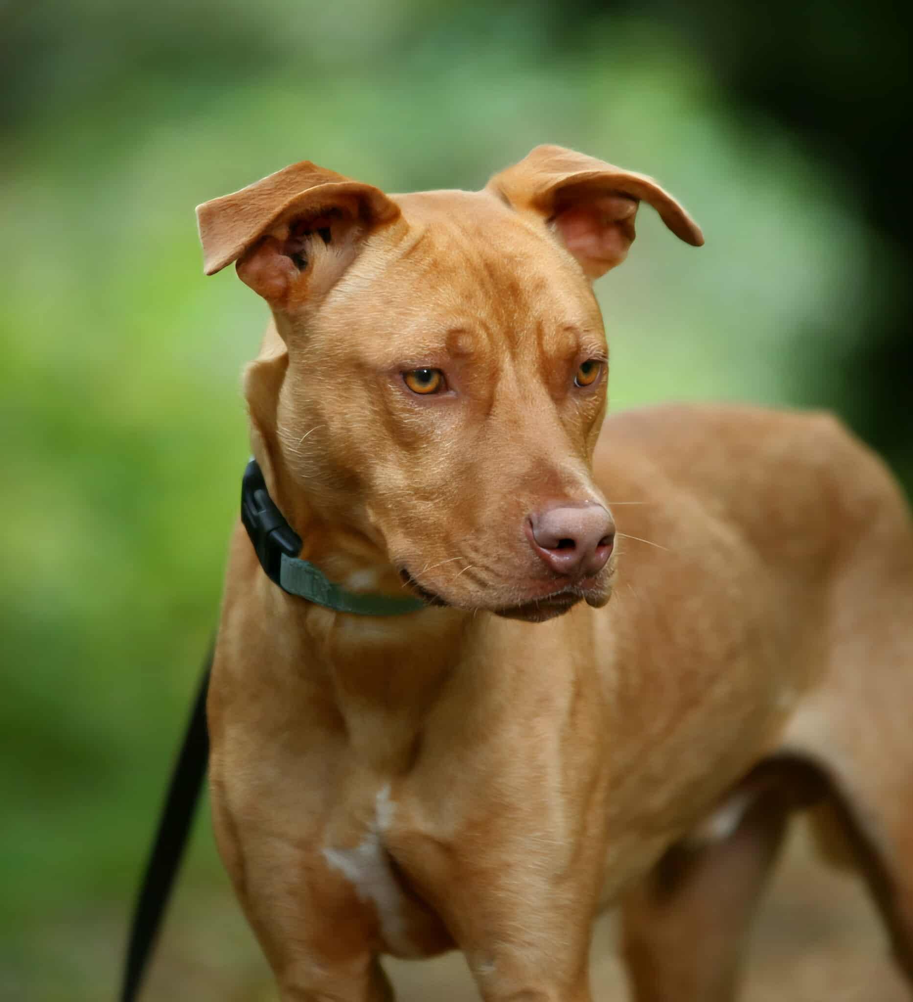 Nash, a Adoptable mixed breed in Crescent city, CA image 2/4