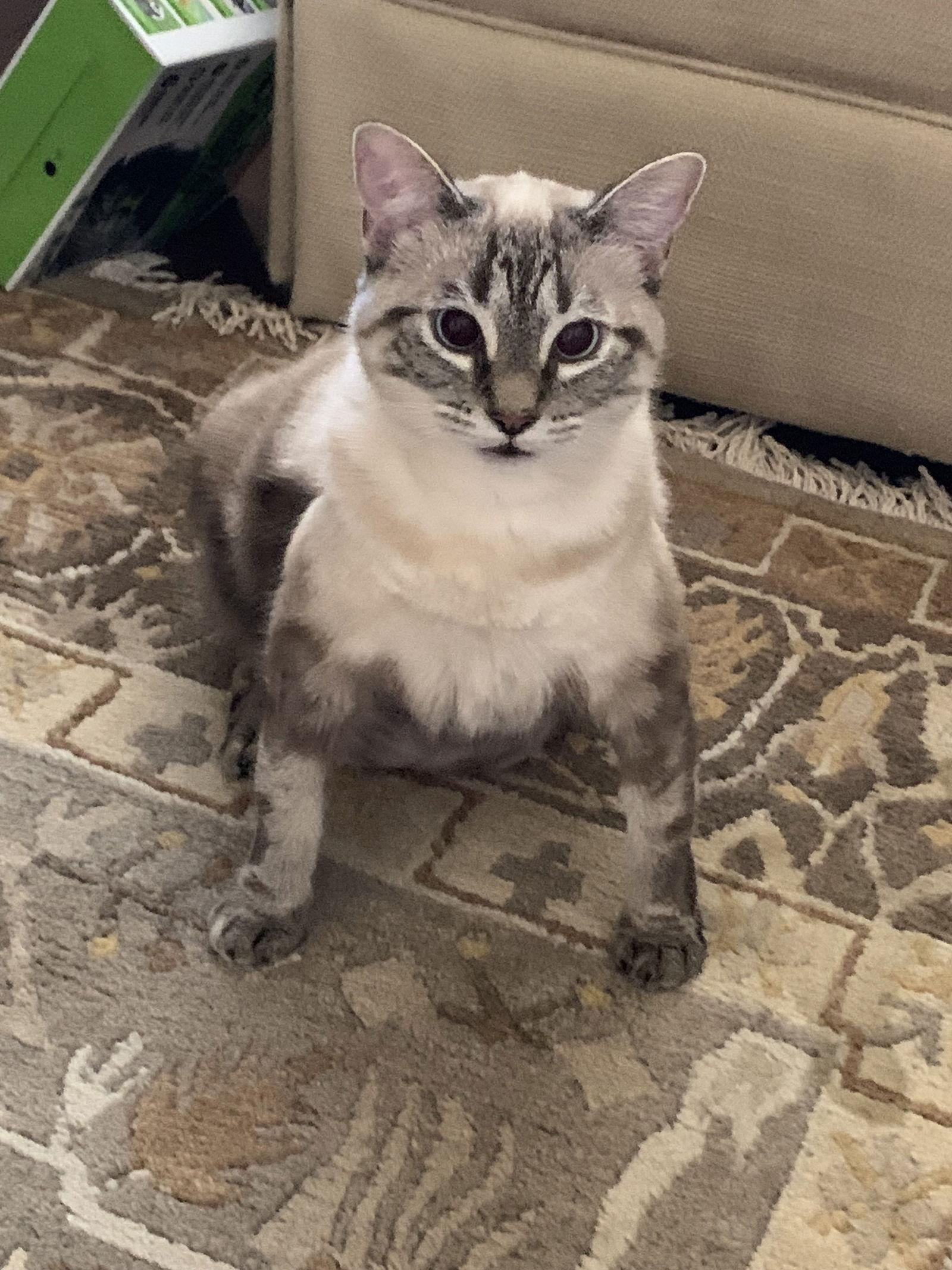 Lucy, Adopted, Young Female Siamese.