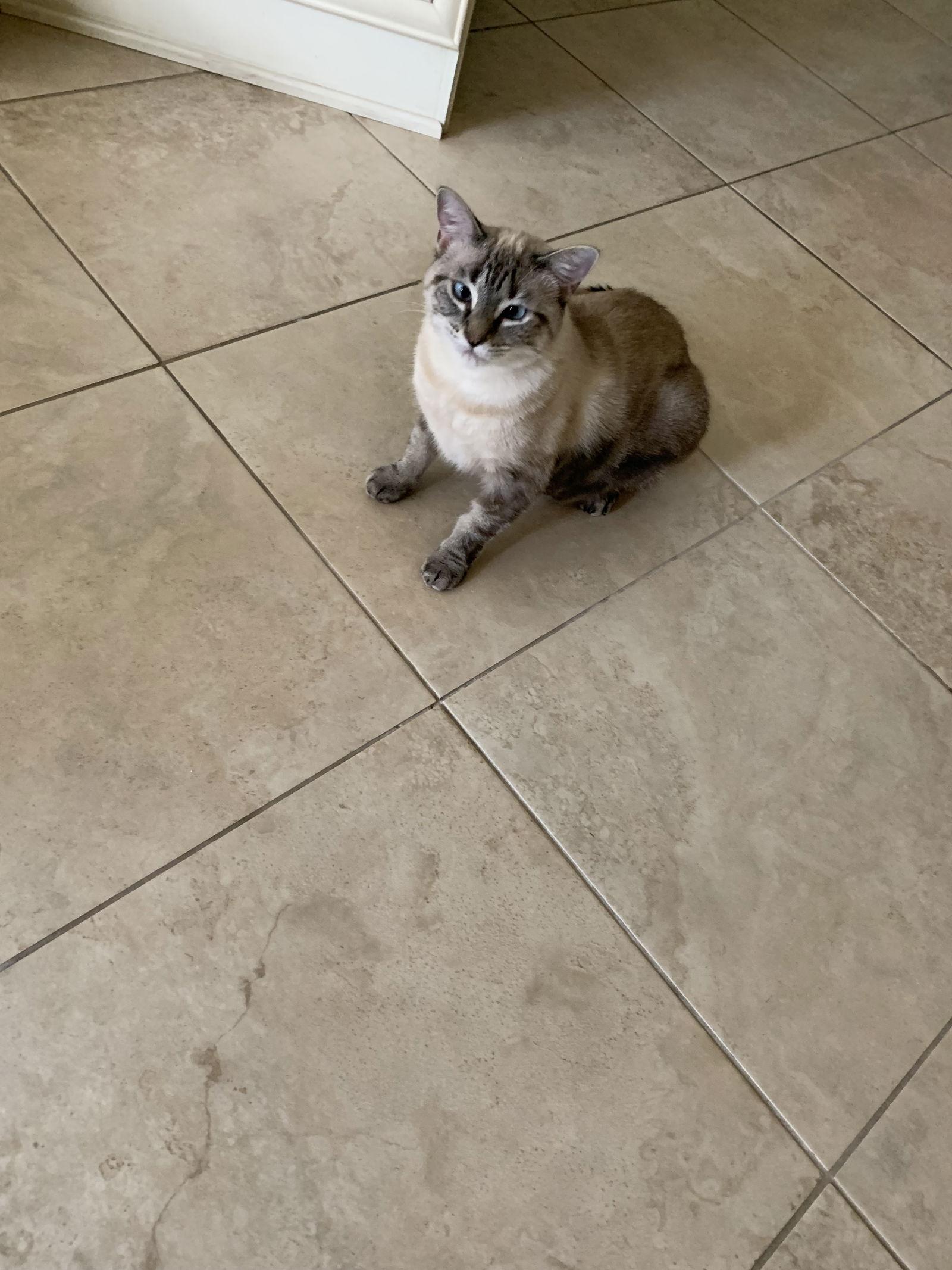 Enlarge Lucy, a Adopted Siamese in Naples, FL image 2/2