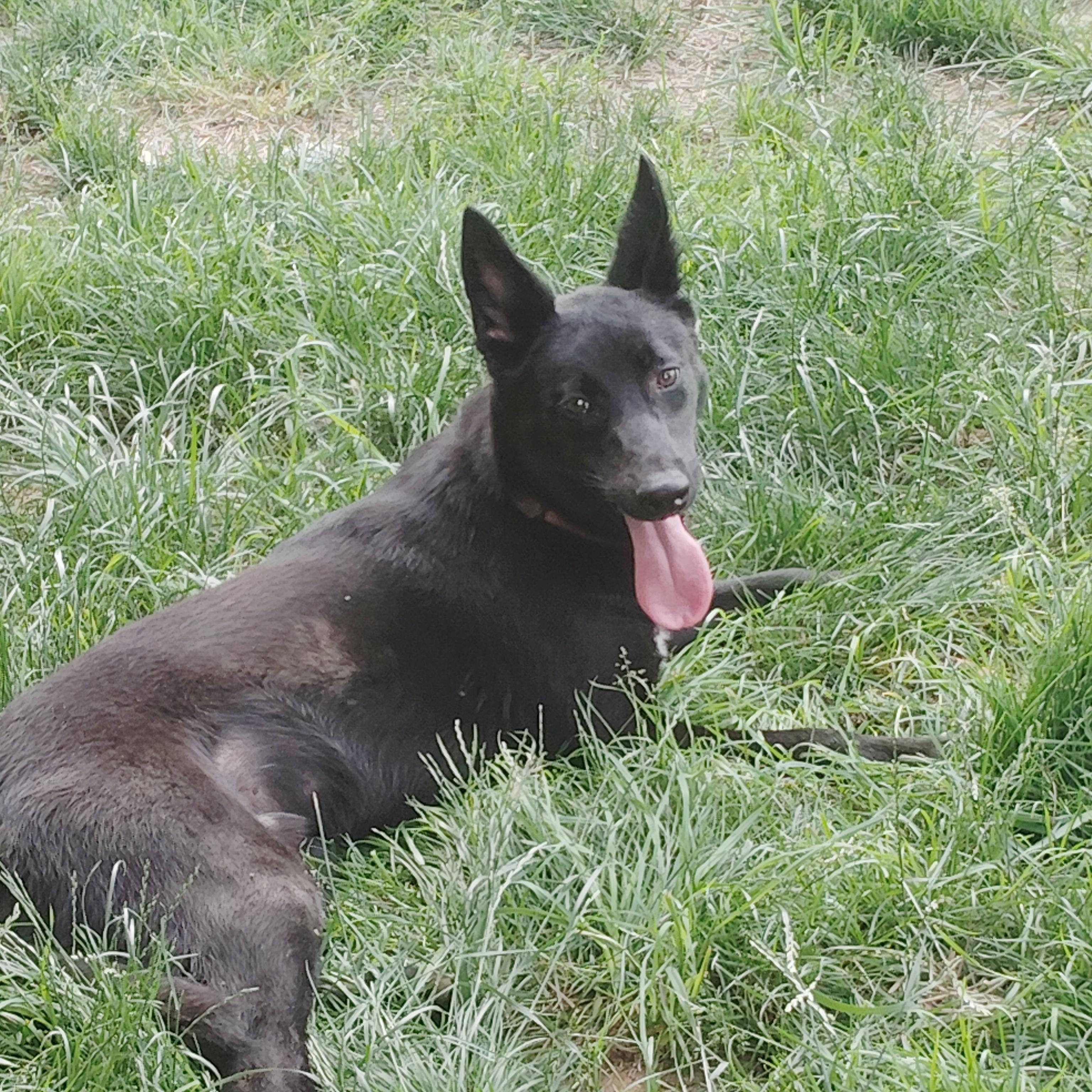 MAVERICK, a ADOPTABLE mixed breed in Wilmington, DE image 6/6
