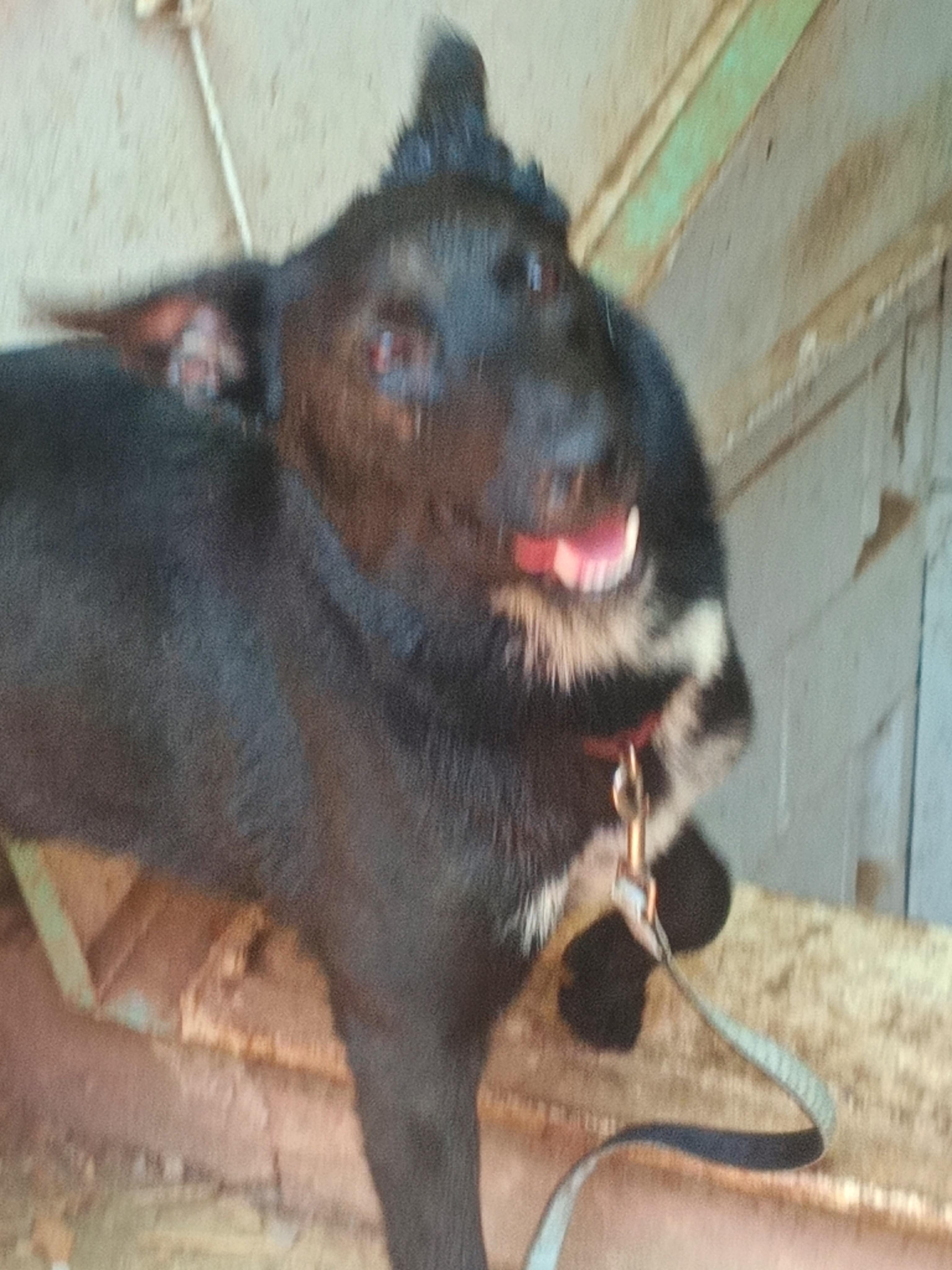 MAVERICK, a ADOPTABLE mixed breed in Wilmington, DE image 2/6