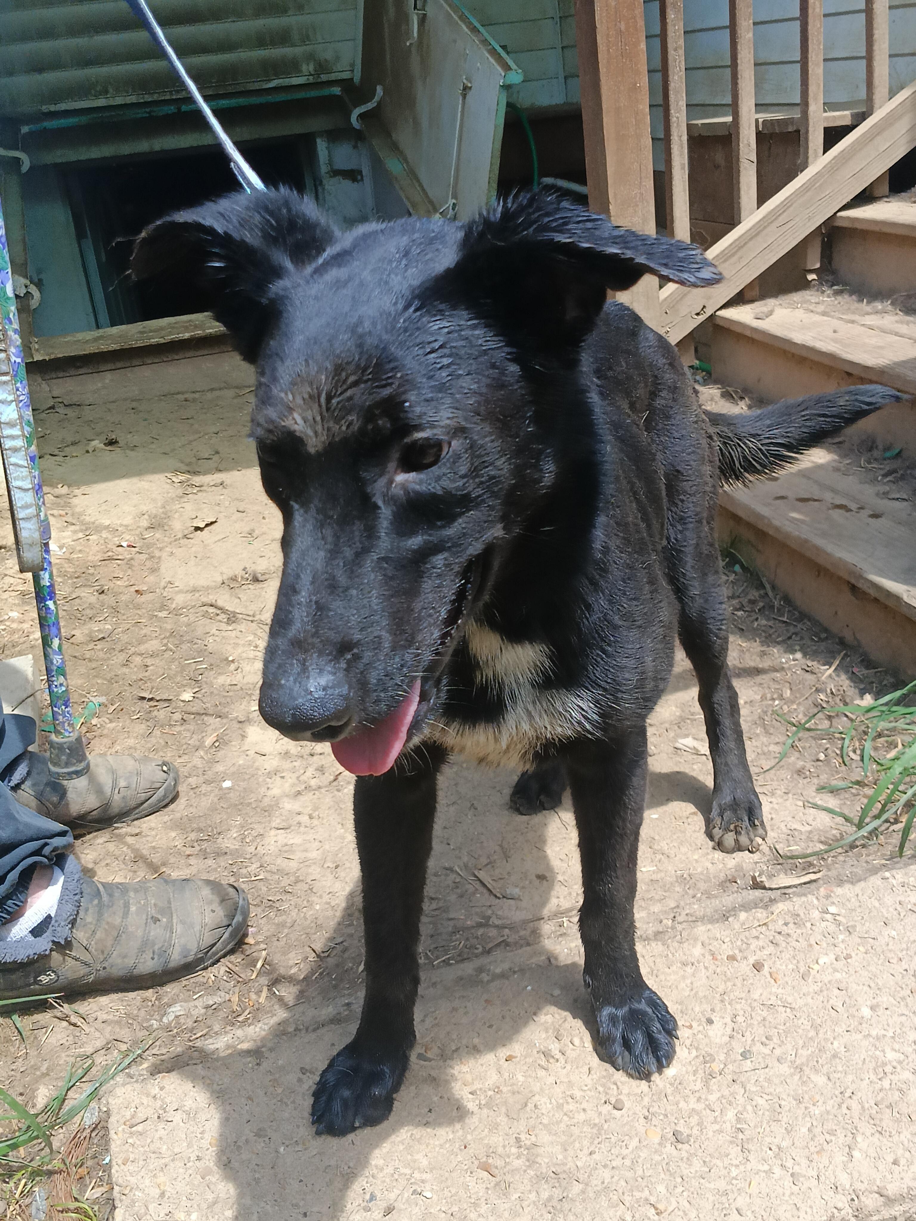 MAVERICK, ADOPTABLE, Puppy Male German Shepherd Dog & Labrador Retriever.