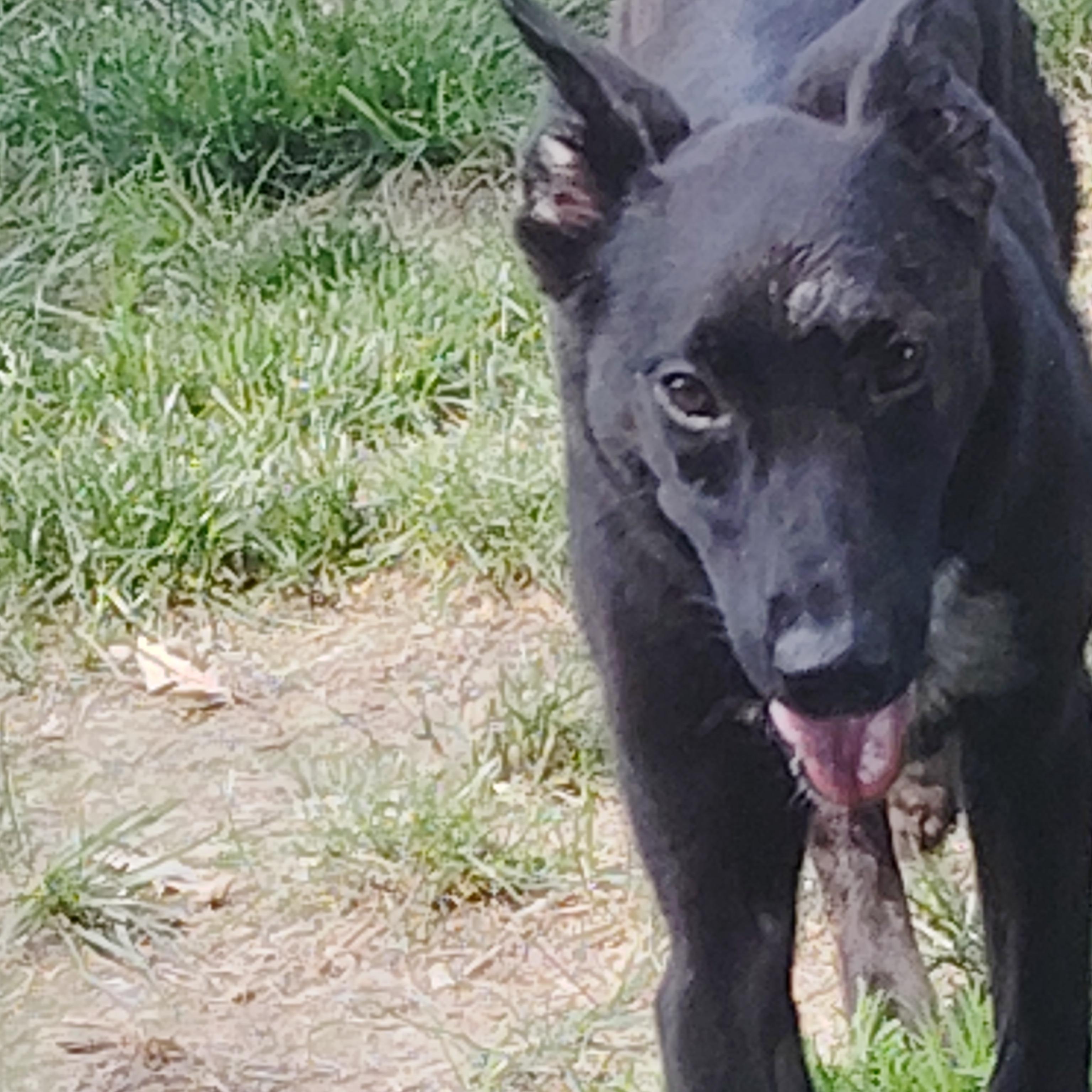 MAVERICK, a ADOPTABLE mixed breed in Wilmington, DE image 5/6