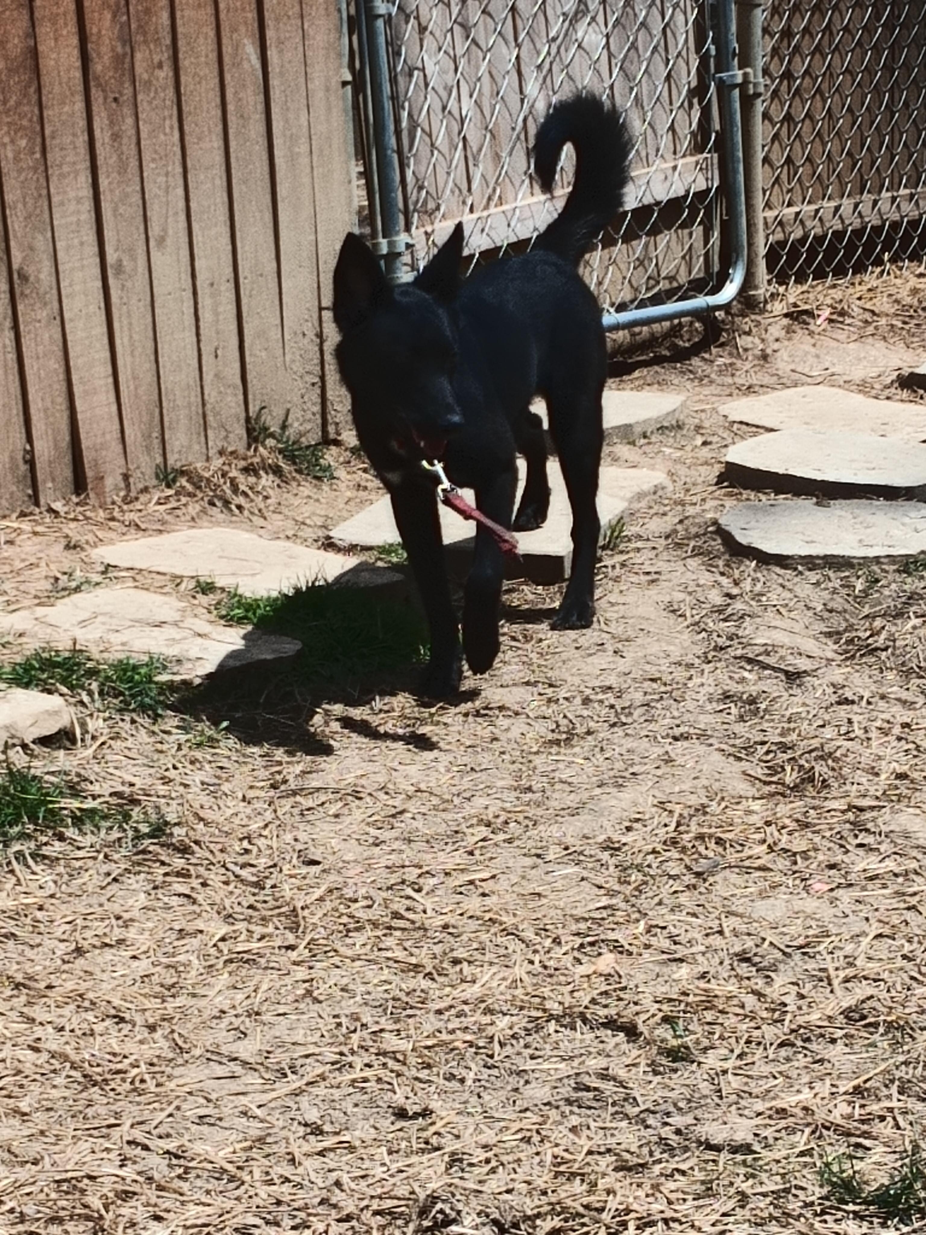 MAVERICK, a ADOPTABLE mixed breed in Wilmington, DE image 3/6