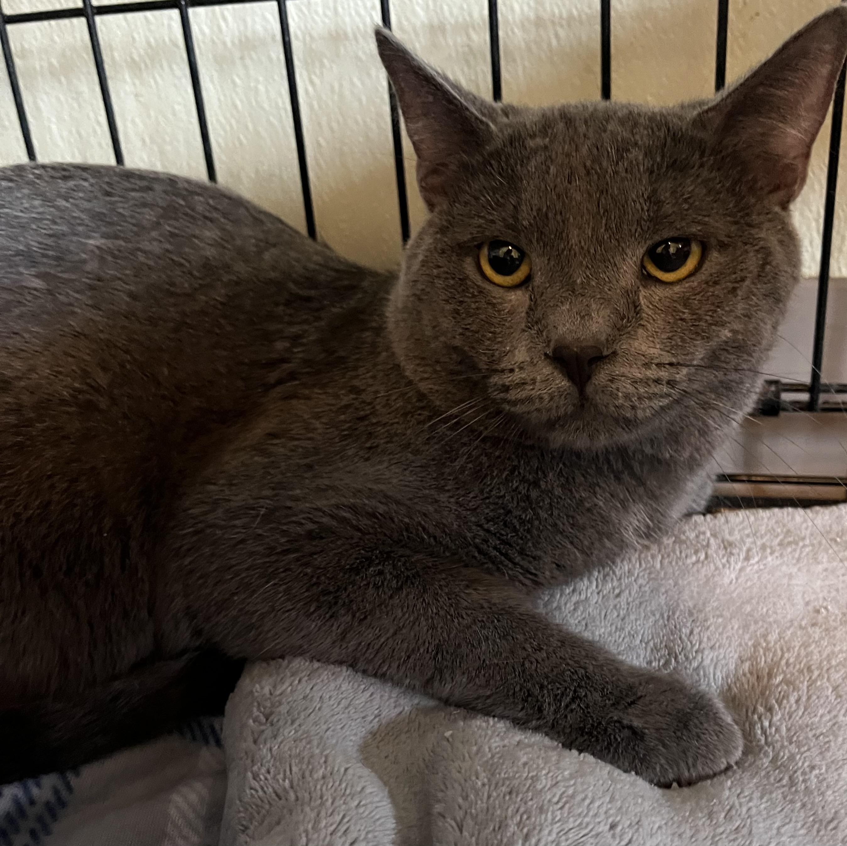 Enlarge Reese, a Adoptable Domestic Short Hair in Moline, IL image 3/6