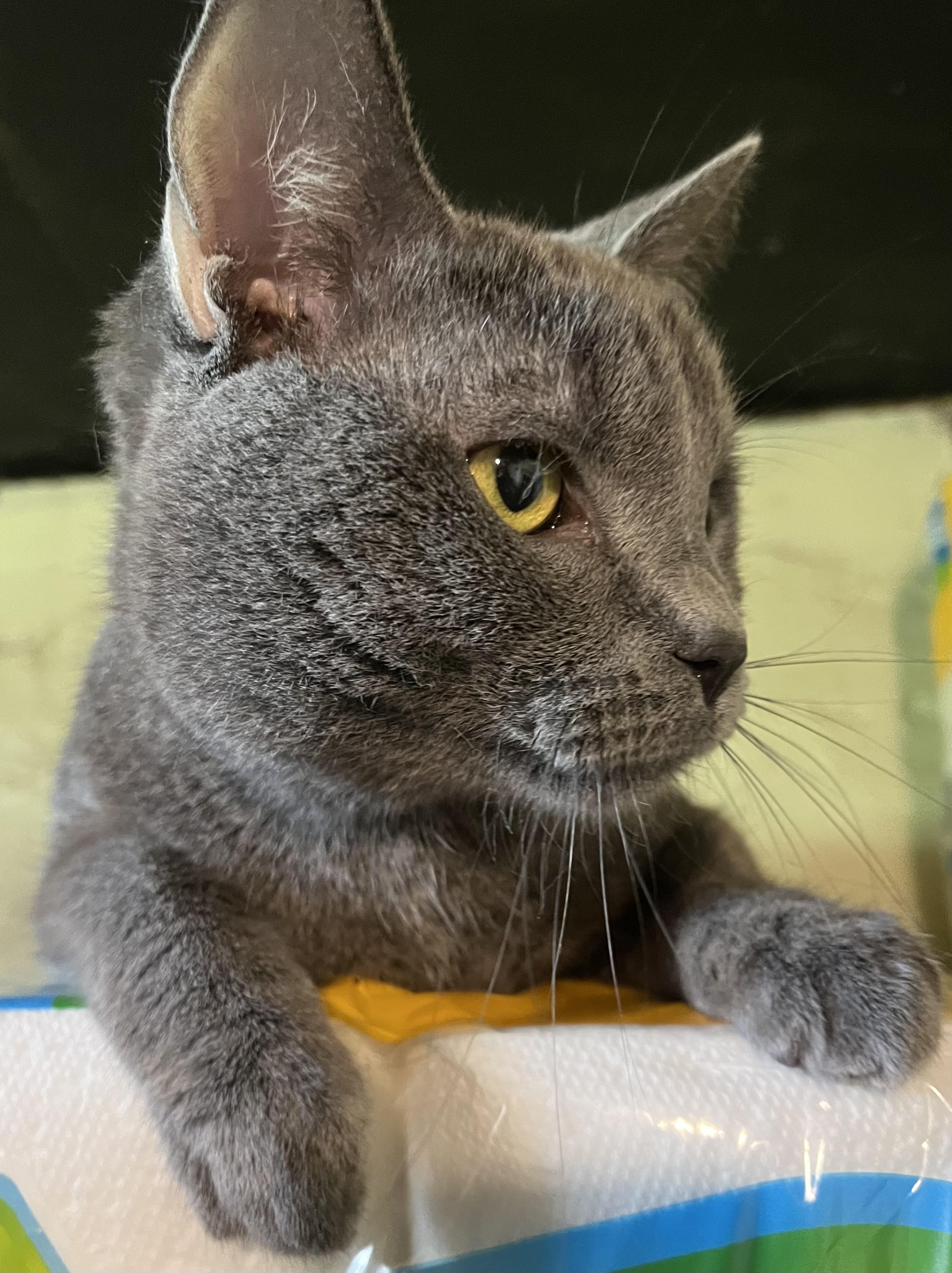 Reese, Adoptable, Young Male Domestic Short Hair.
