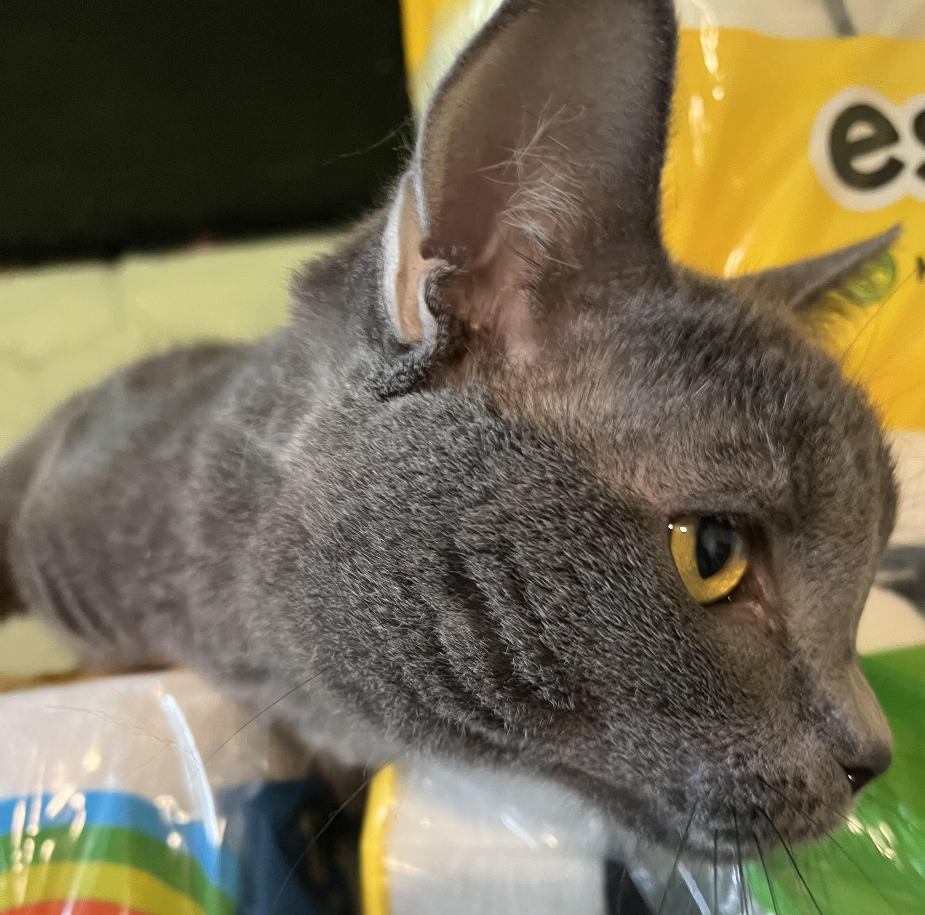 Enlarge Reese, a Adoptable Domestic Short Hair in Moline, IL image 4/6