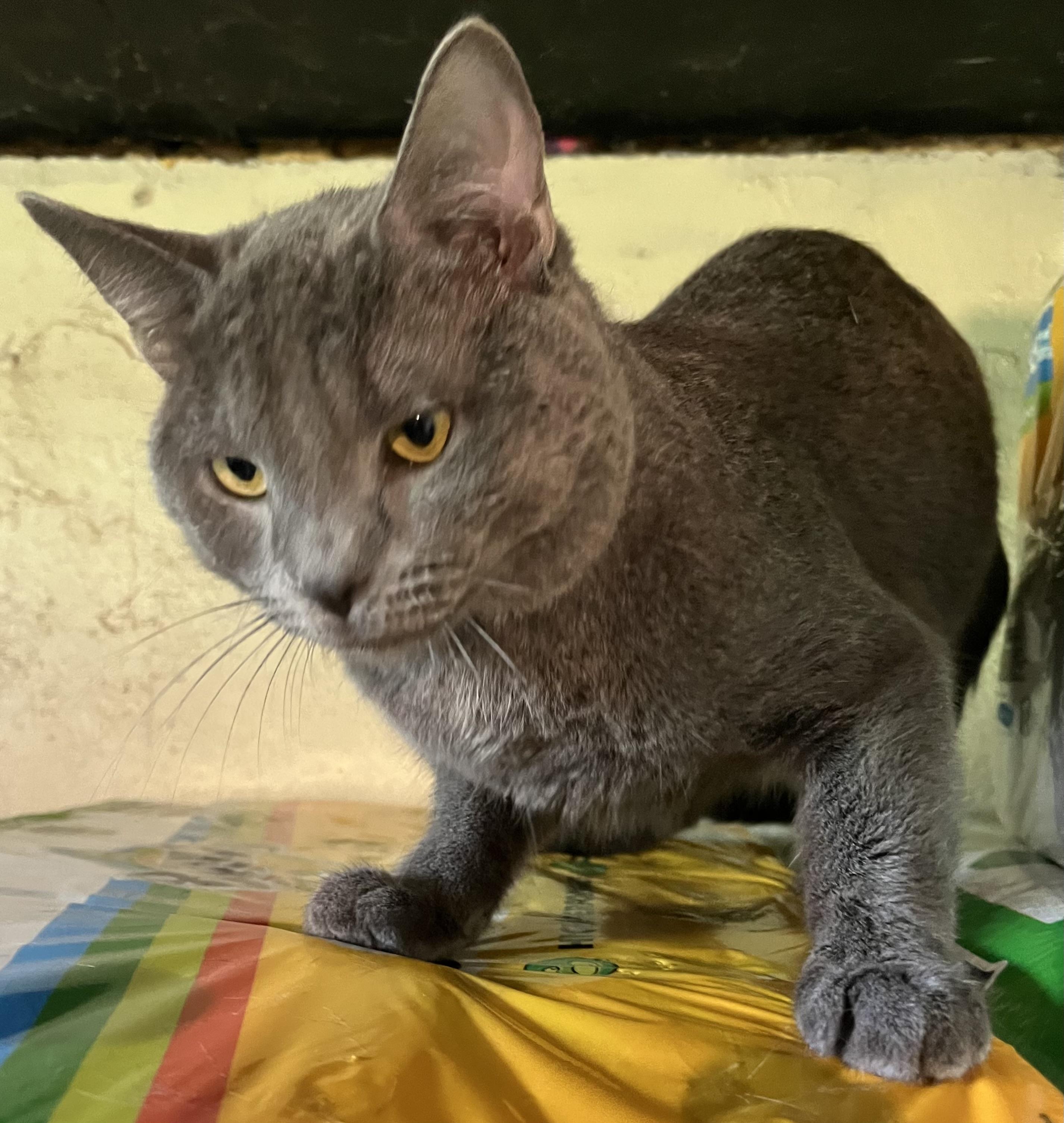 Enlarge Reese, a Adoptable Domestic Short Hair in Moline, IL image 5/6