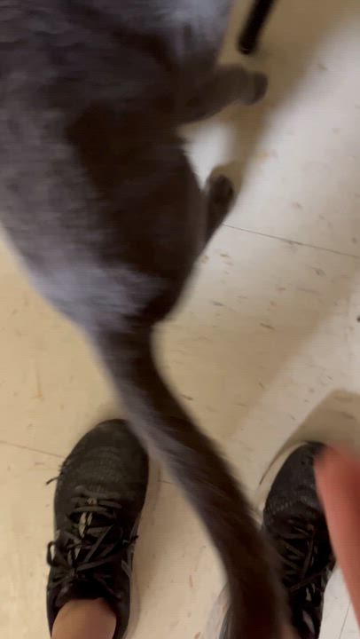 Enlarge Reese, a Adoptable Domestic Short Hair in Moline, IL video 2/6