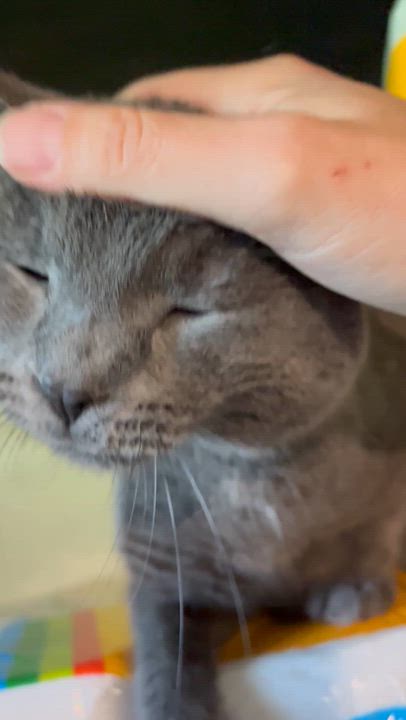 Enlarge Reese, a Adoptable Domestic Short Hair in Moline, IL video 6/6