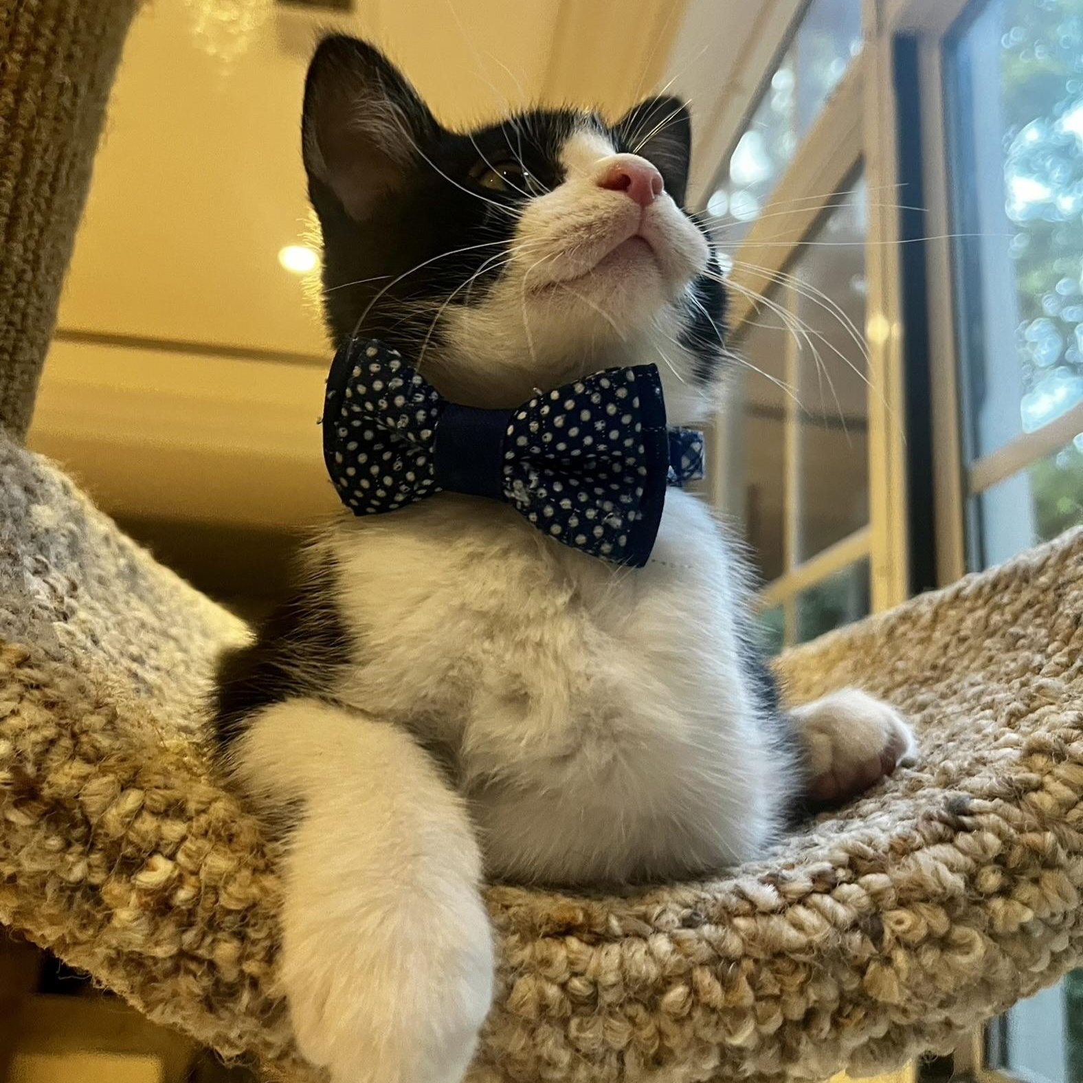 Enlarge Willie, an adopted Tuxedo in Woodbridge, VA image 2/4