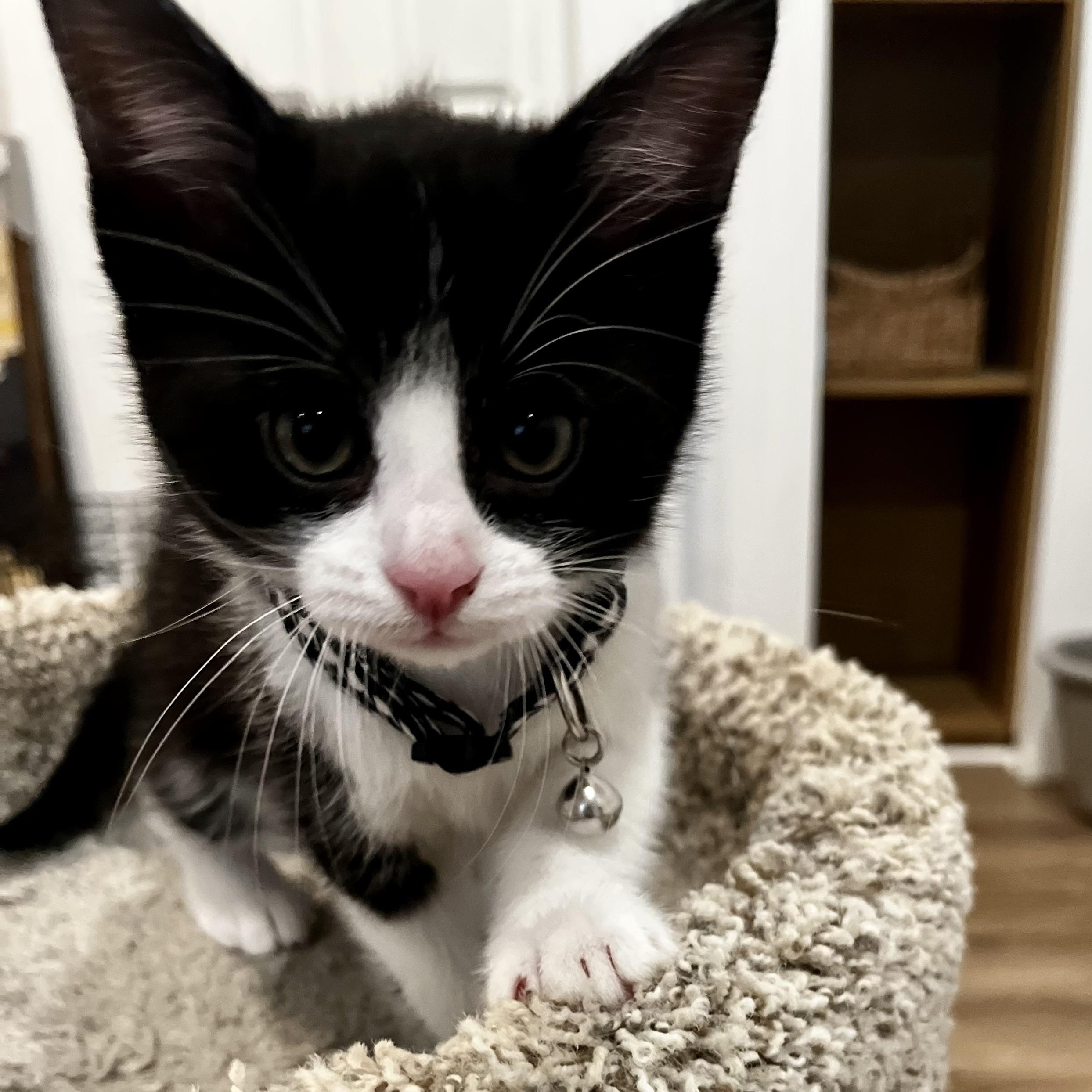 Willie, adopted, Kitten Male Tuxedo.