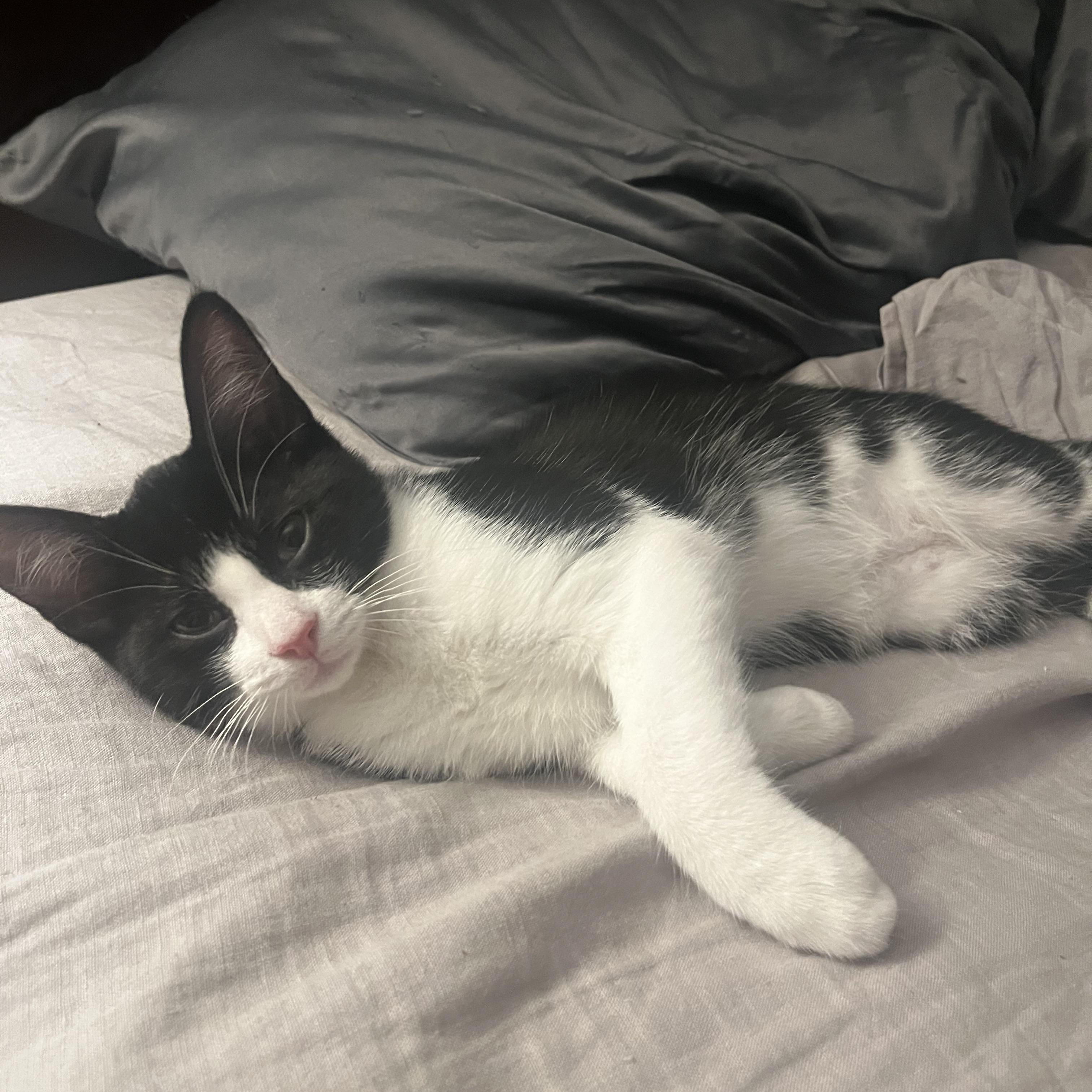 Enlarge Willie, an adopted Tuxedo in Woodbridge, VA image 3/4