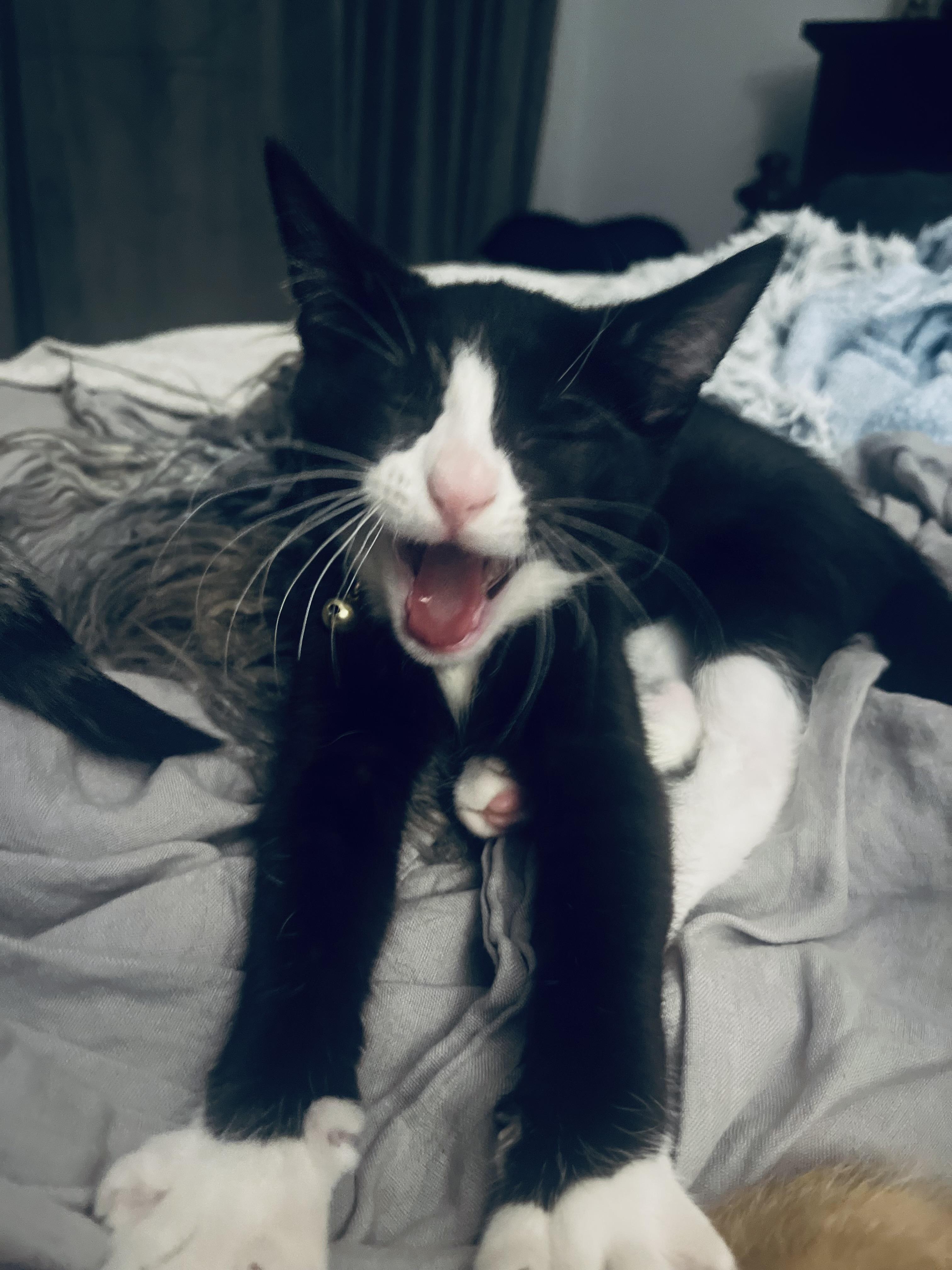 Enlarge Willie, an adopted Tuxedo in Woodbridge, VA image 4/4