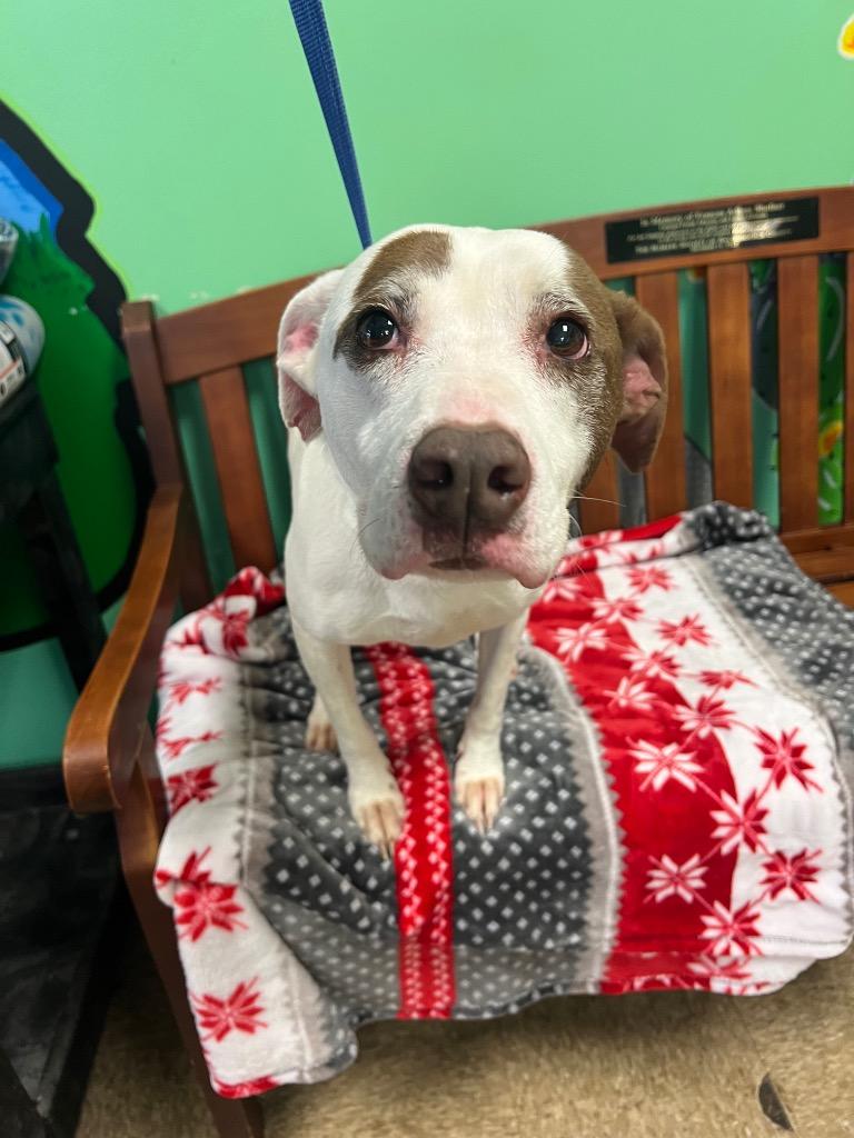 Spots, Adoptable, Senior Female Pit Bull Terrier.