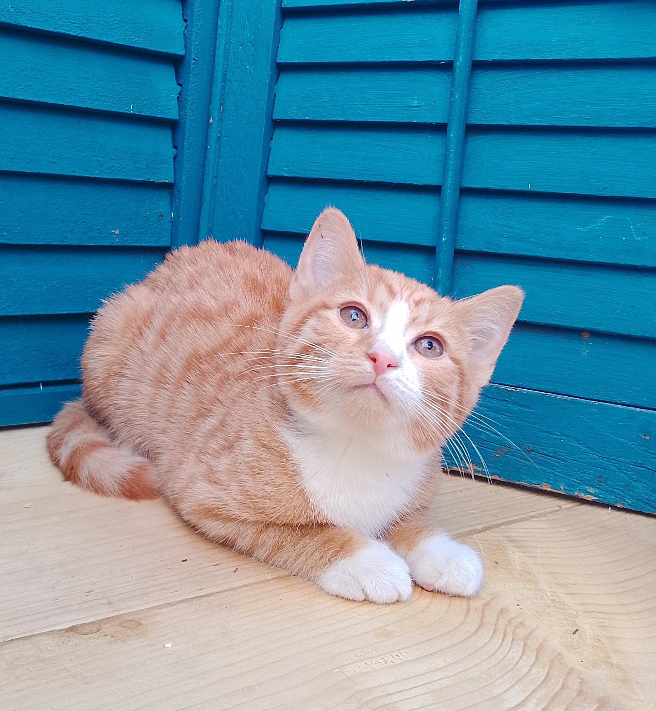 Tracker #463, ADOPTABLE, Kitten Male Domestic Short Hair.