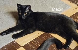 Mazin, Adopted, Kitten Male Domestic Short Hair.