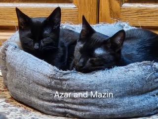 Enlarge Mazin, a Adopted mixed breed in Parkville, MD image 3/4