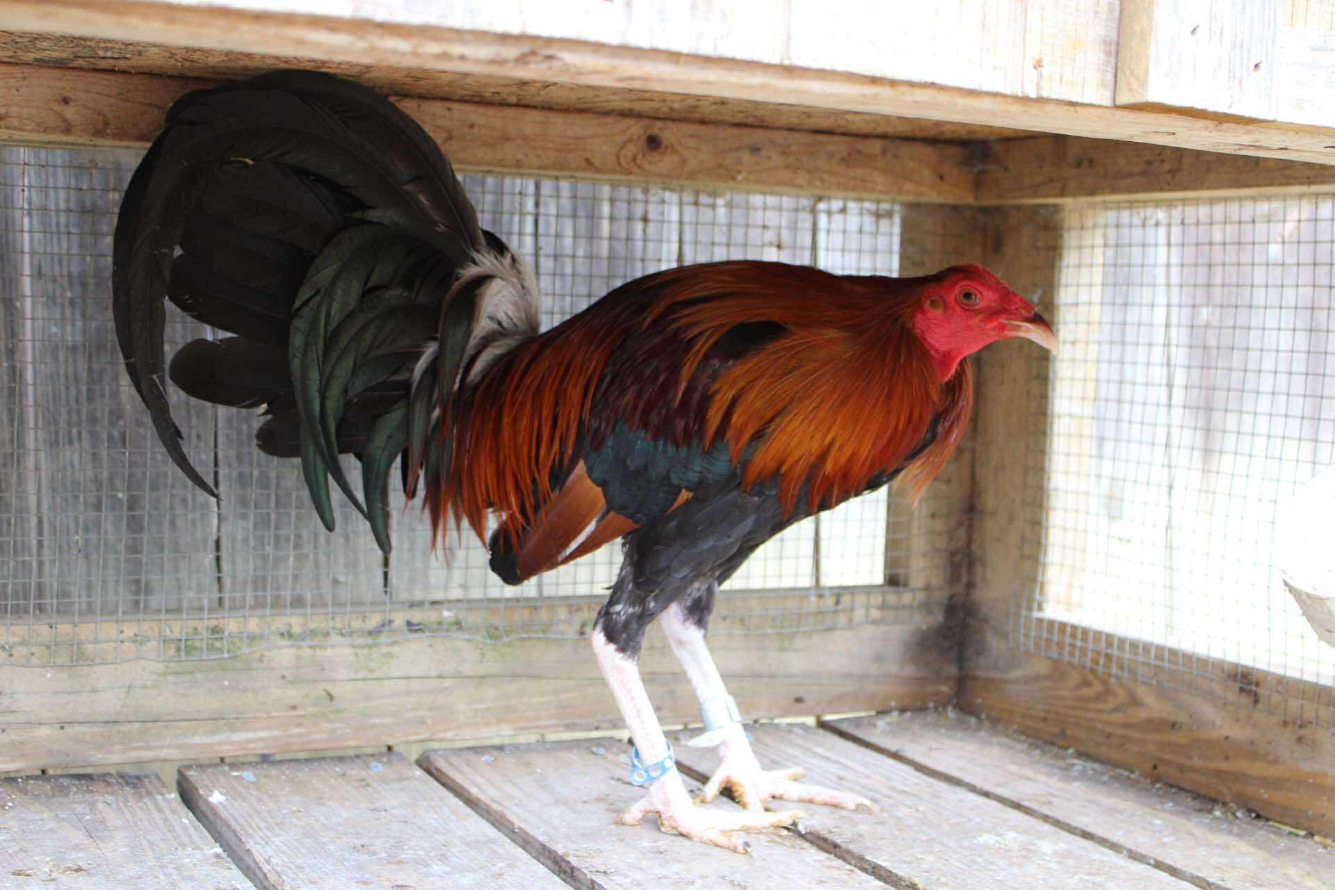 Tommy, Adult Male Chicken