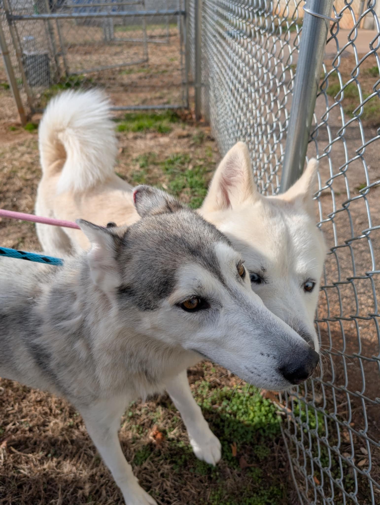 Enlarge Cassidy, a Adoptable Mixed Breed in Shelburne, VT image 1/3