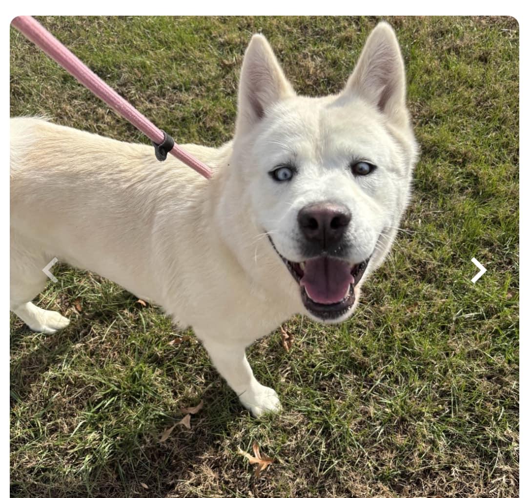 Enlarge Cassidy, a Adoptable Mixed Breed in Shelburne, VT image 2/3