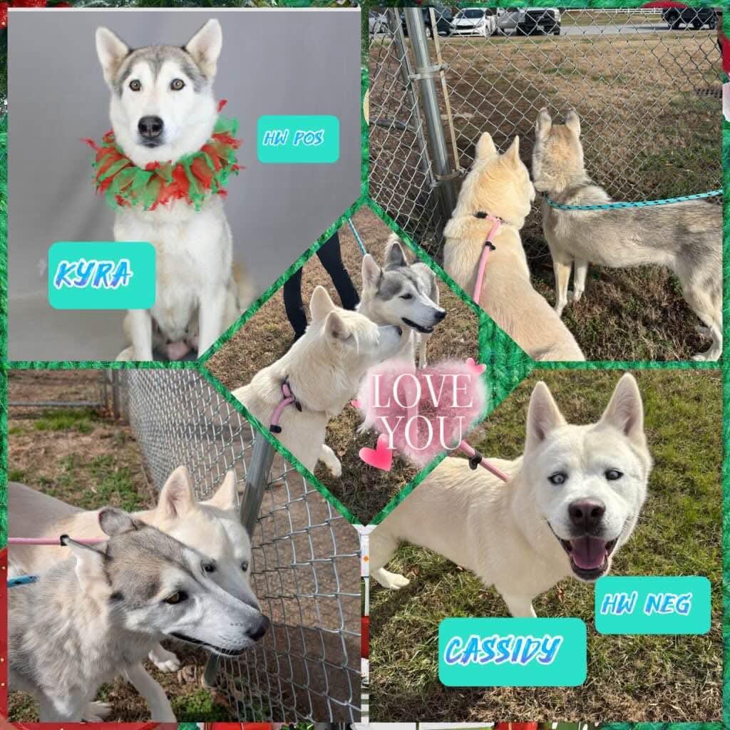 Enlarge Cassidy, a Adoptable Mixed Breed in Shelburne, VT image 3/3