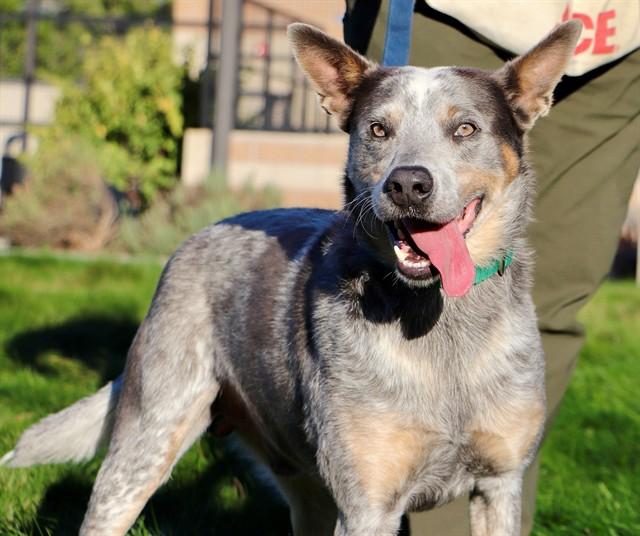 Enlarge ZION, a Adoptable Australian Cattle Dog / Blue Heeler in San Luis Obispo, CA image 1/1