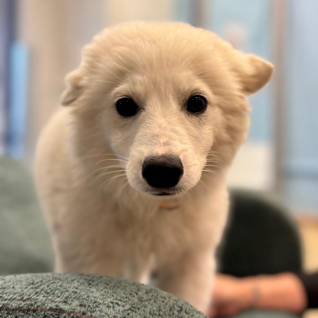 Enlarge Coach, a Adoptable Mixed Breed in Park City, UT image 2/2