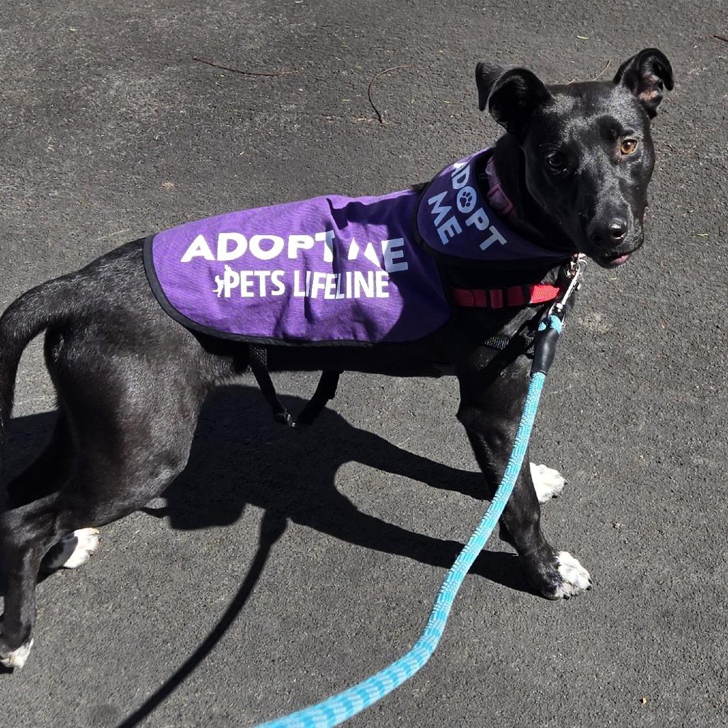 Sparkles, Adoptable, Puppy Female Pit Bull Terrier.