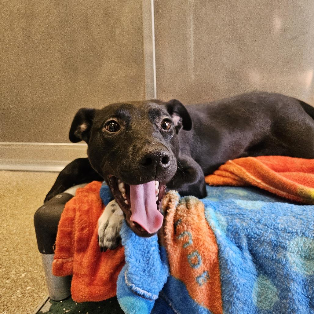 Enlarge Sparkles, a Adoptable Pit Bull Terrier in Sonoma, CA image 1/5