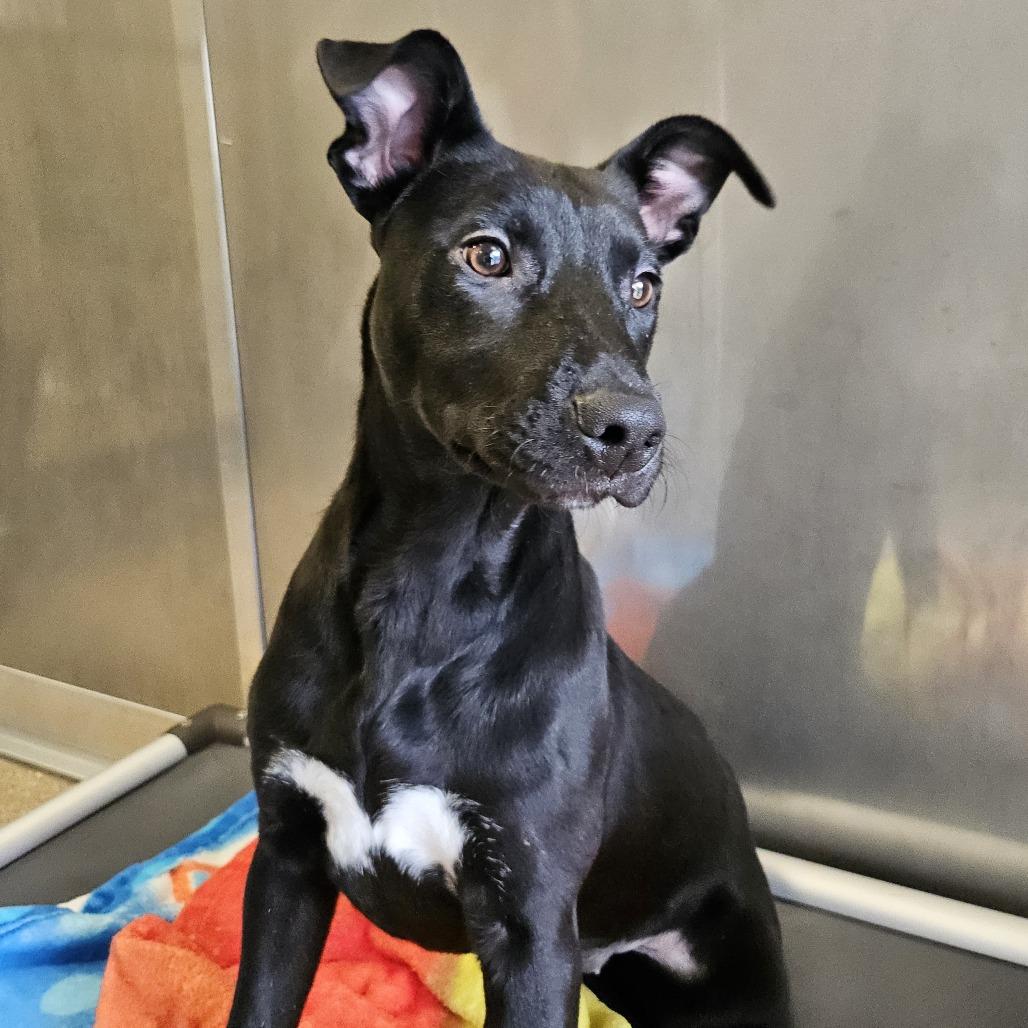 Enlarge Sparkles, a Adoptable Pit Bull Terrier in Sonoma, CA image 2/5