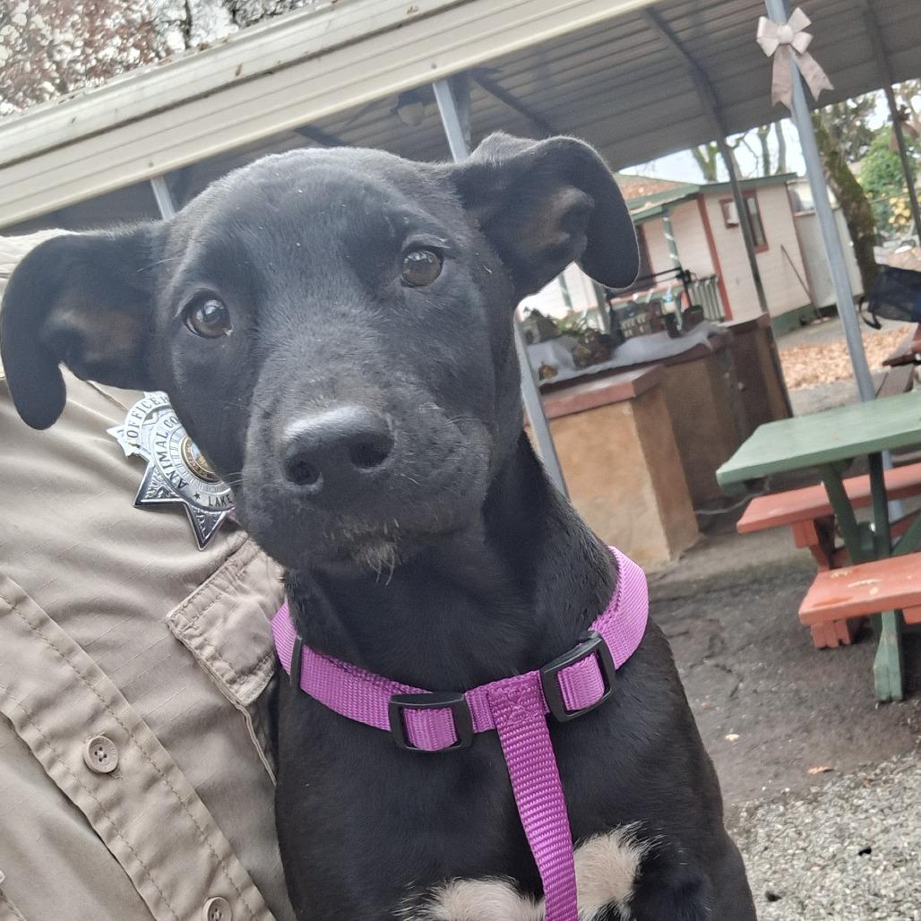 Enlarge Sparkles, a Adoptable Pit Bull Terrier in Sonoma, CA image 3/5