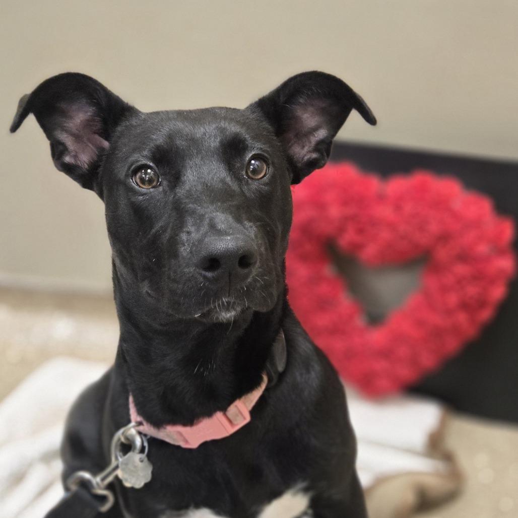 Enlarge Sparkles, a Adoptable Pit Bull Terrier in Sonoma, CA image 4/5
